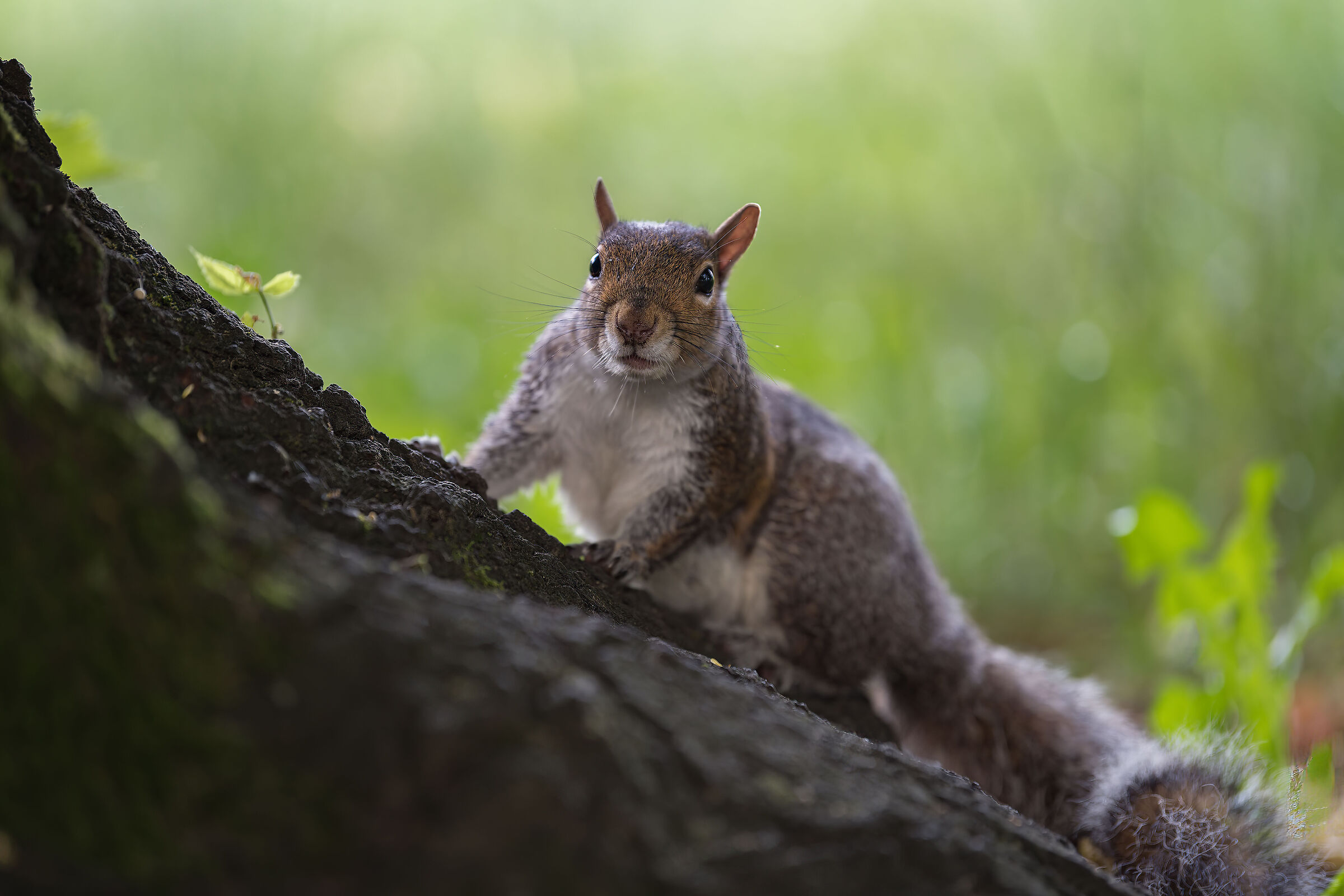 Squirrel Grey - Turin