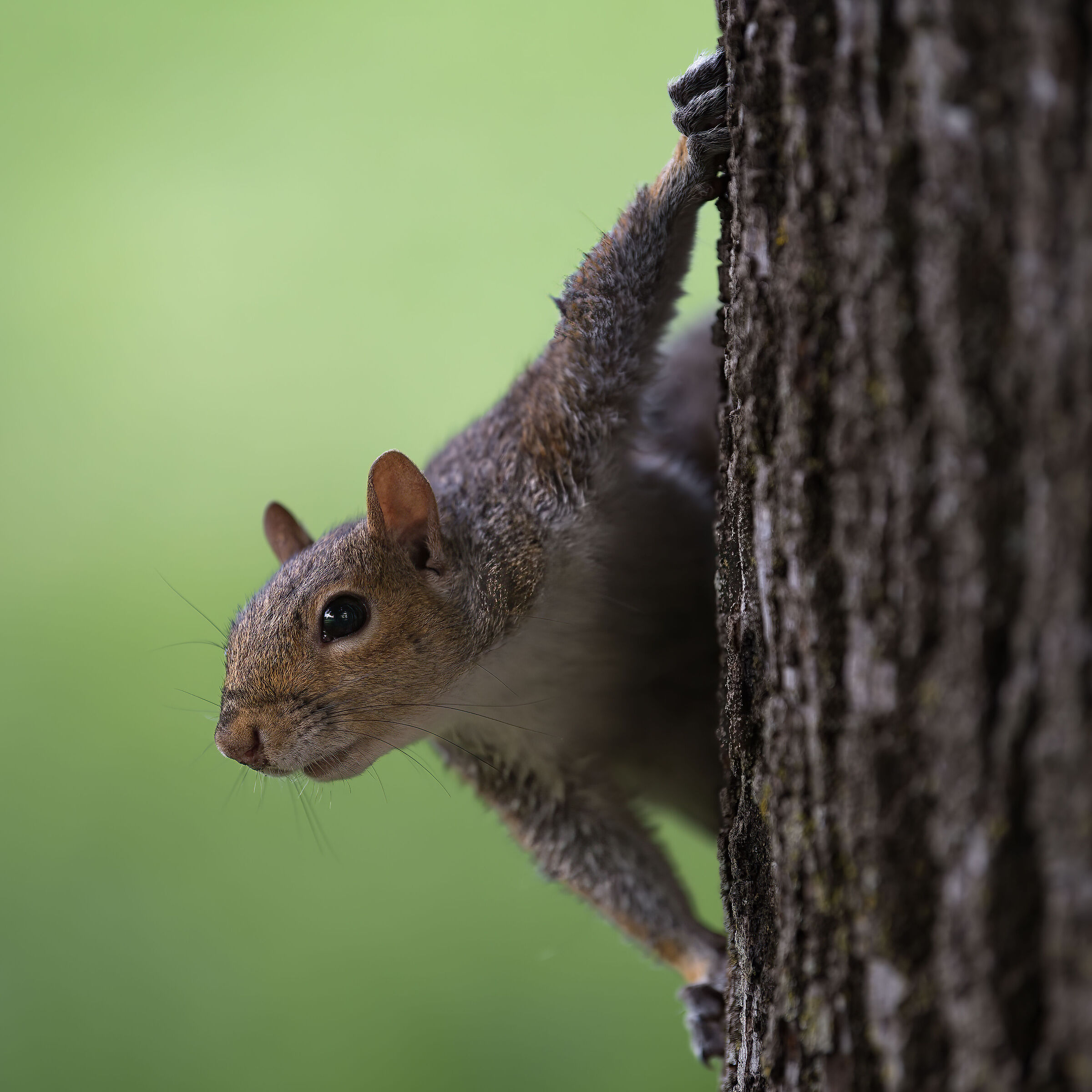 Squirrel Grey - Turin