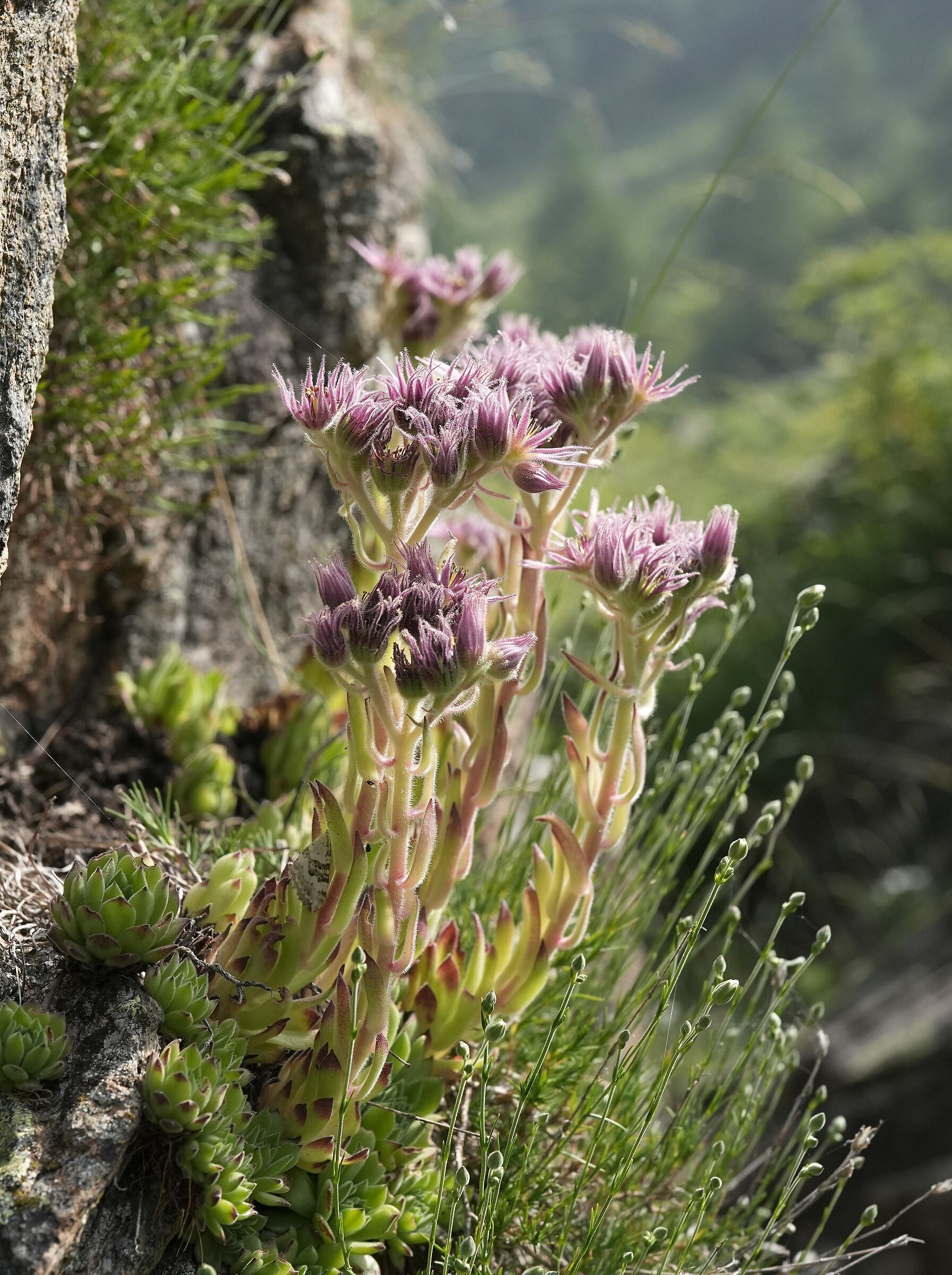 Semprevivo dei tetti (Sempervivum tectorum)