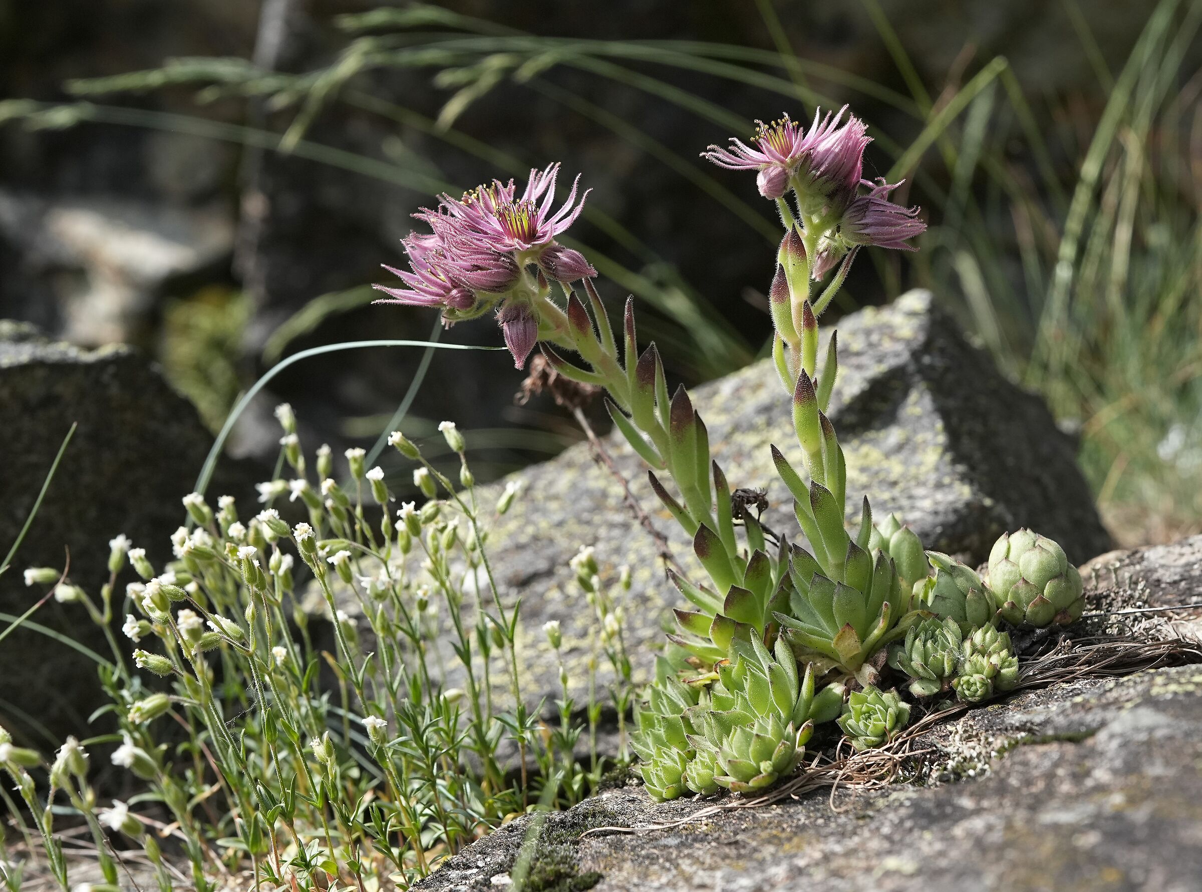Semprevivo dei tetti (Sempervivum tectorum)