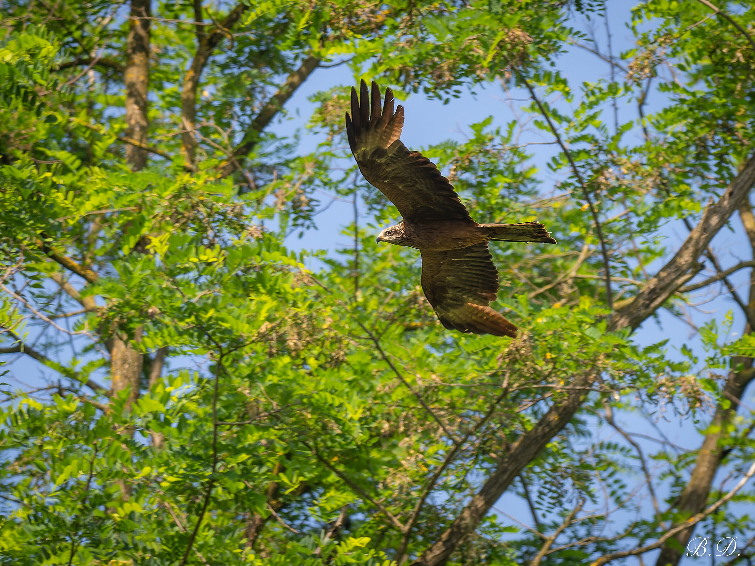 Kite