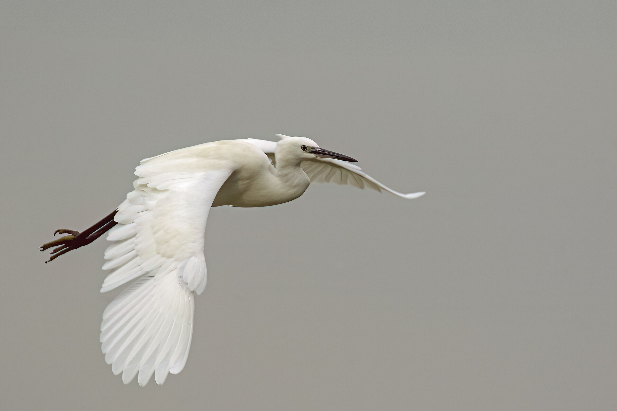 Egret
