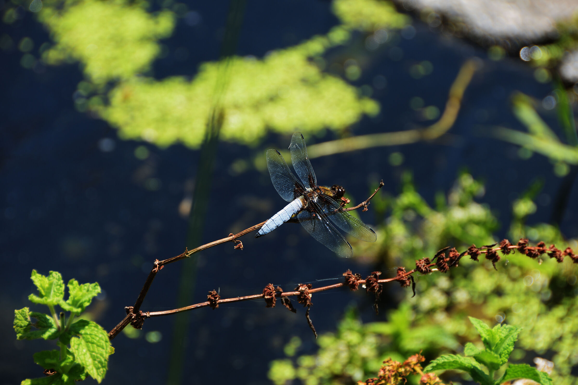 Dragonfly (maybe)