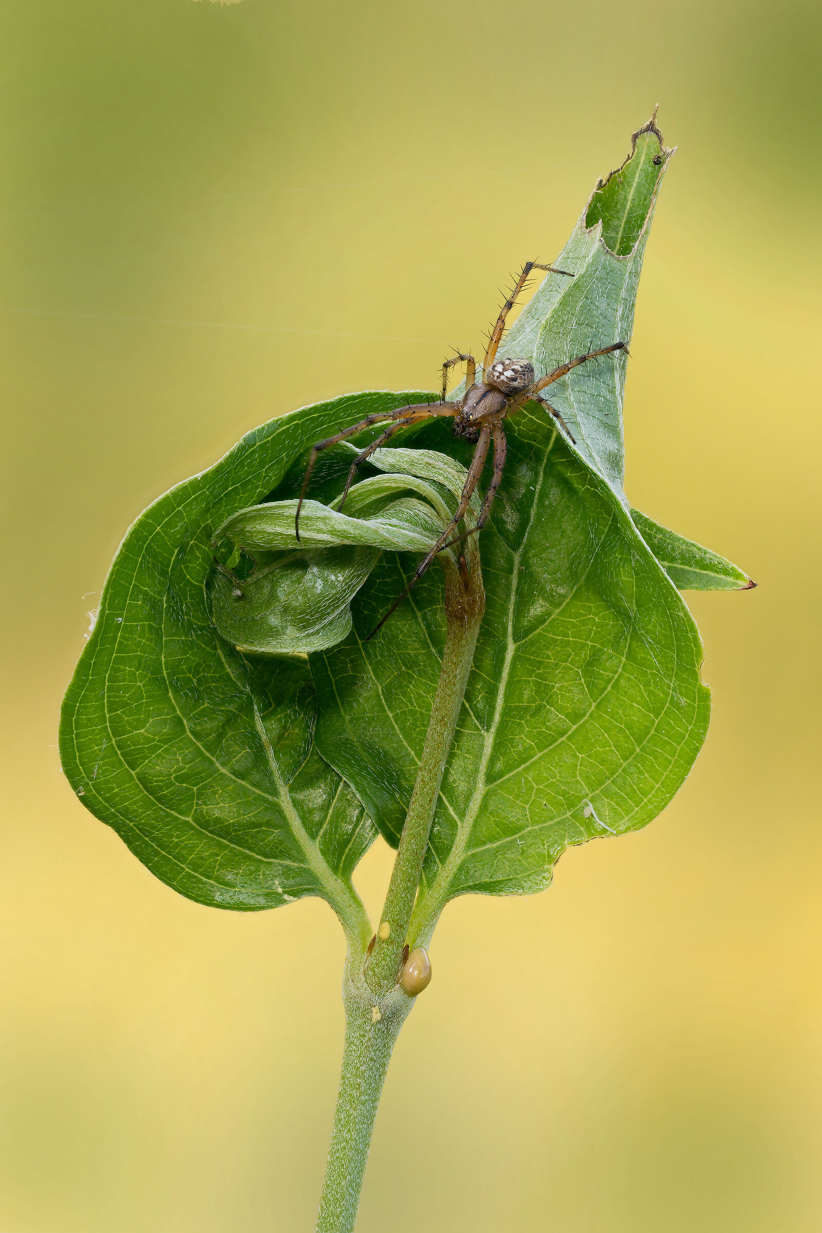 Neoscona adianta