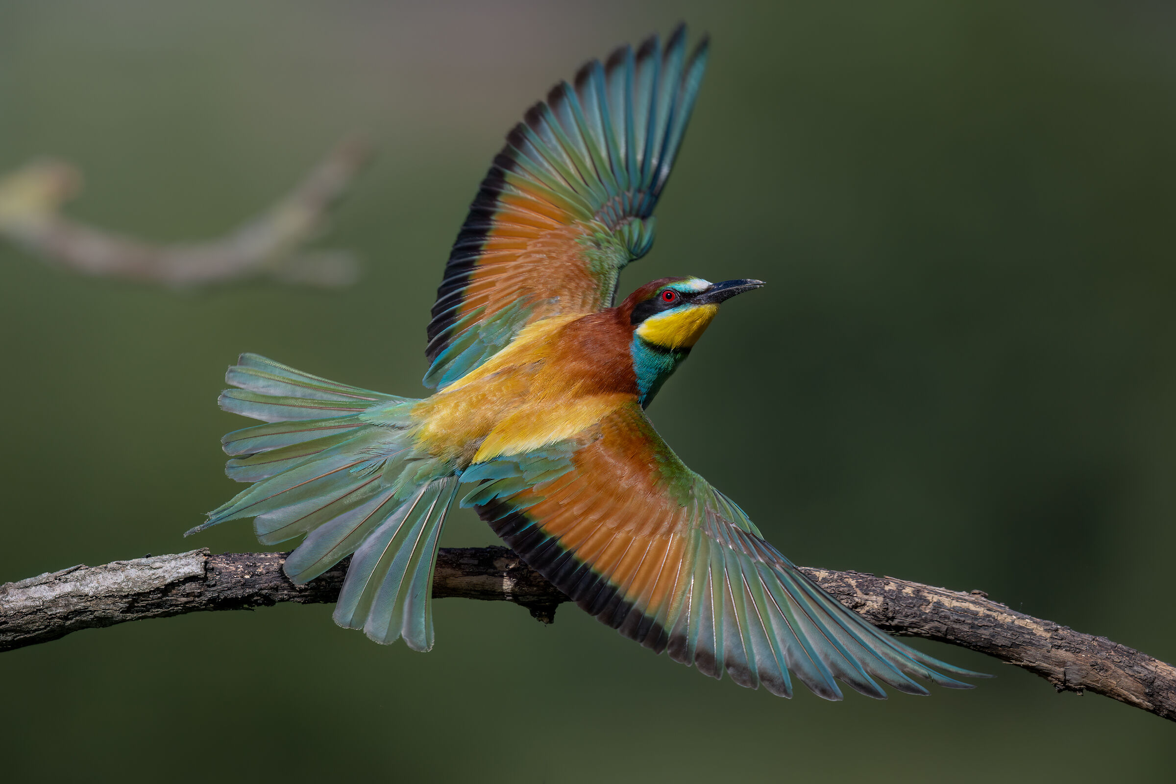 Bee-eater