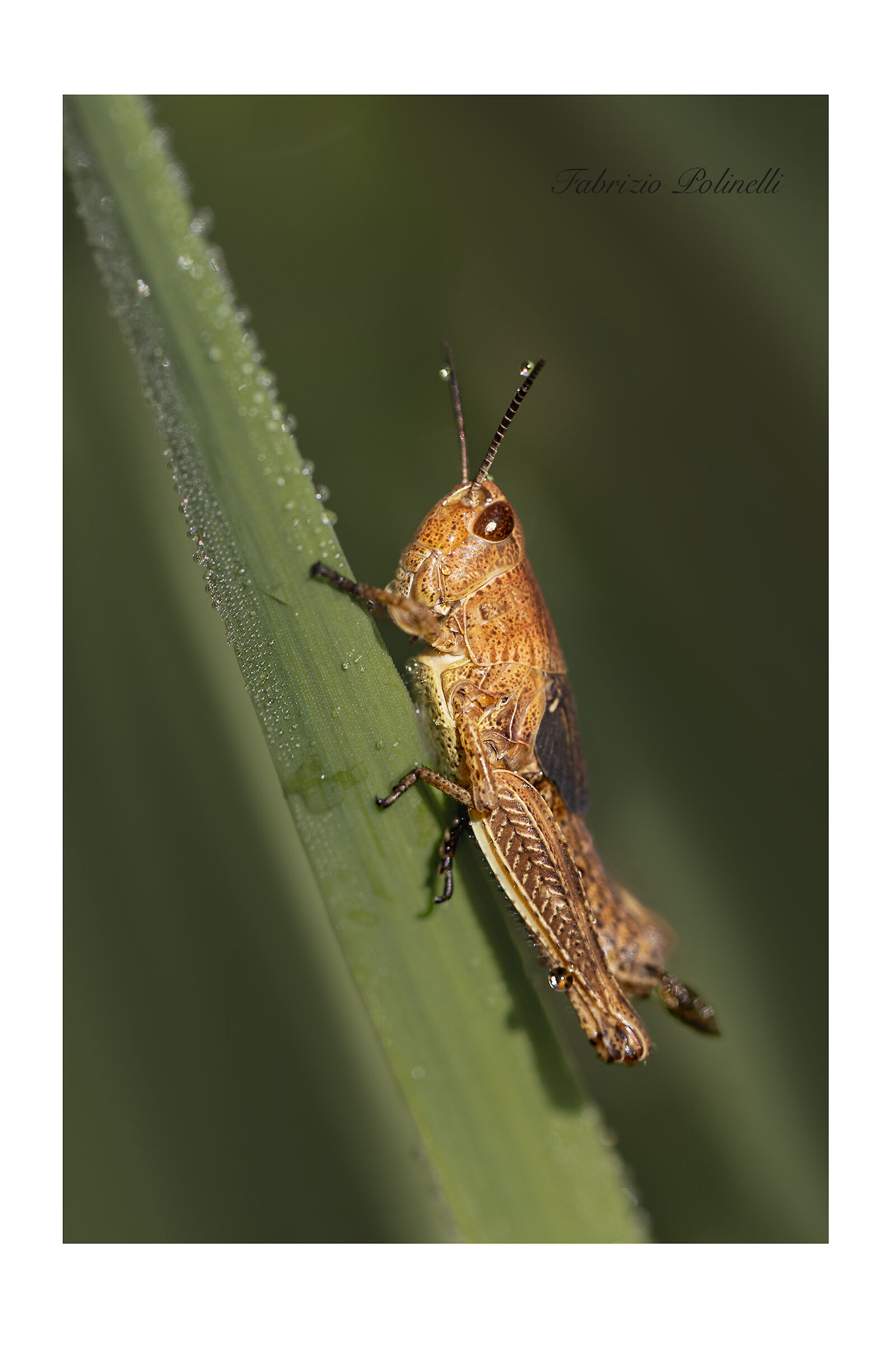 Grasshopper