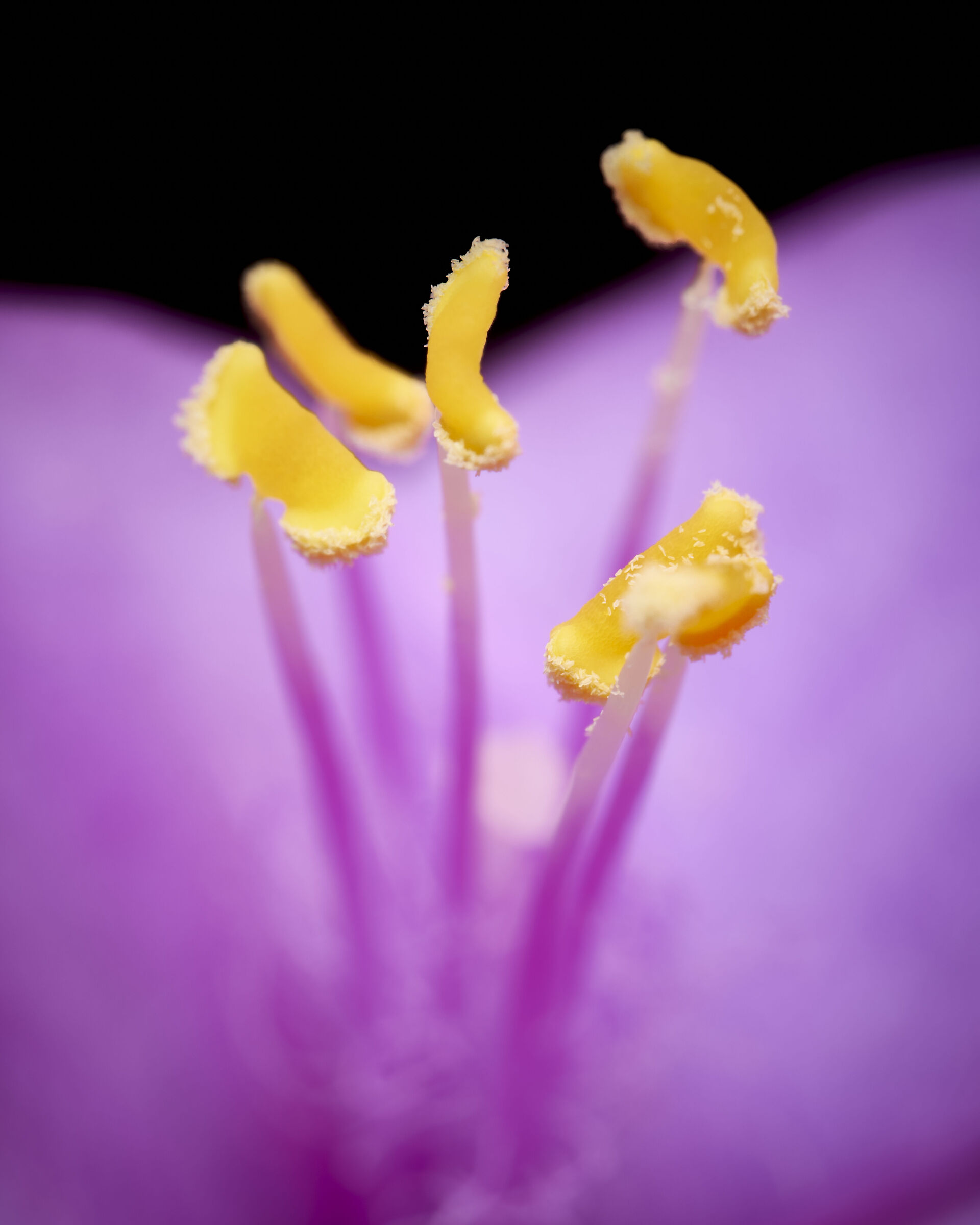 Le antere gialle di Tradescantia Pallida