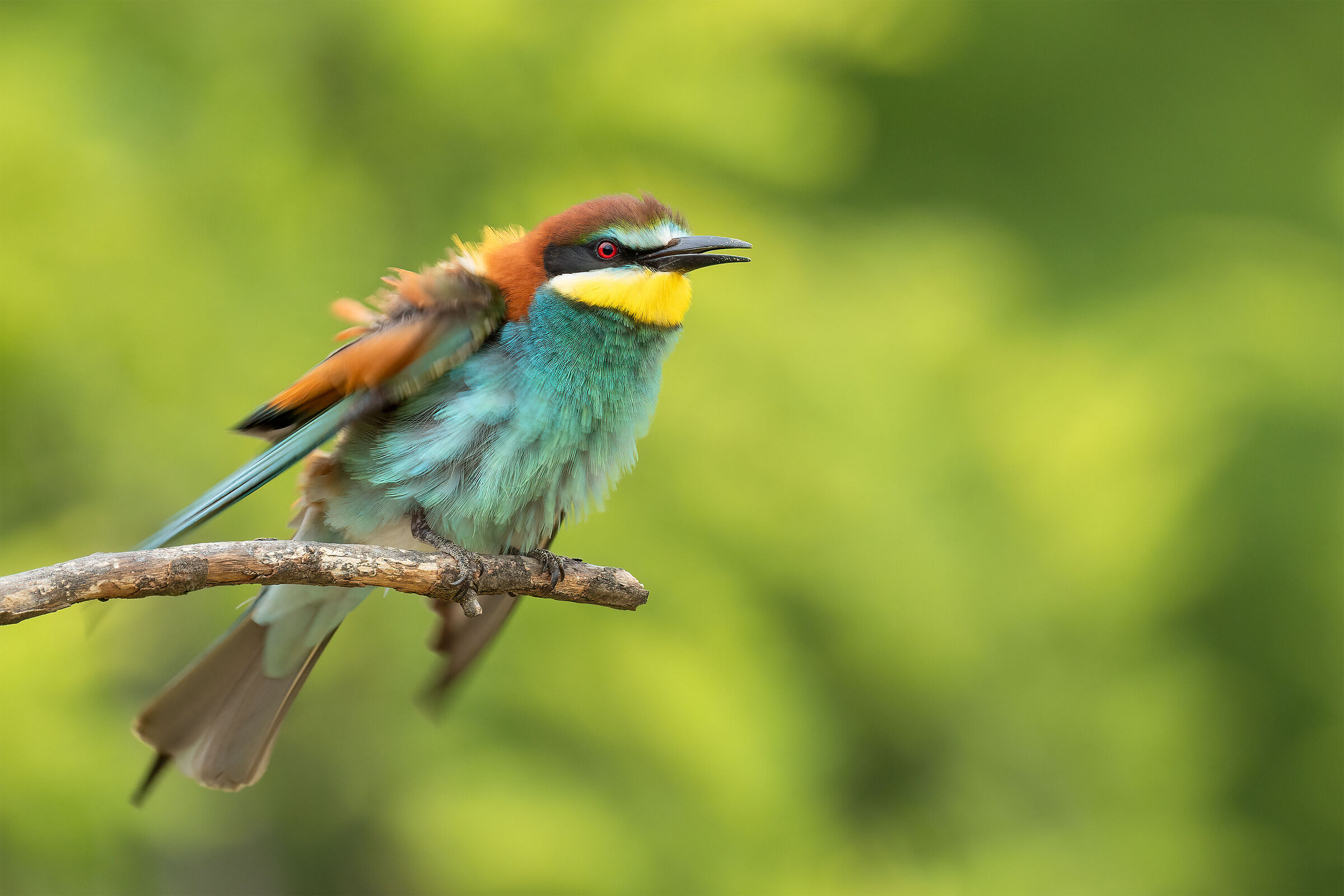 Bee-eater