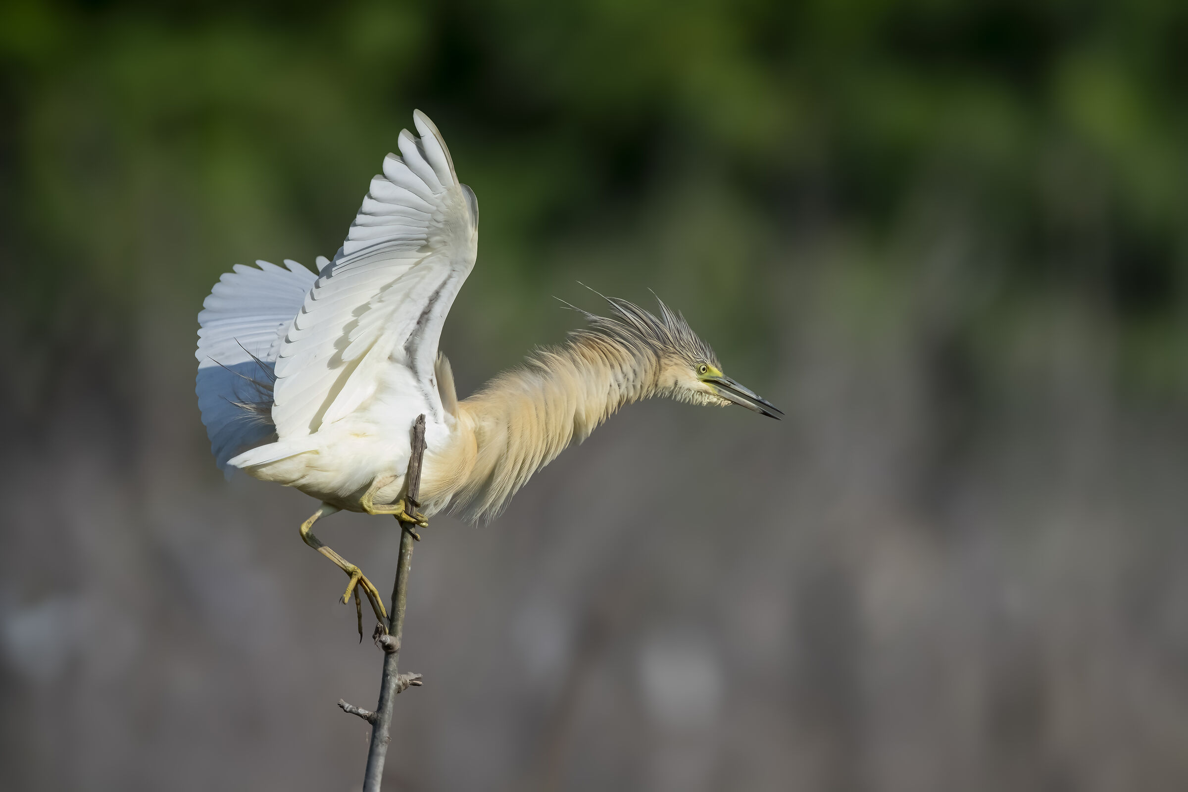 Squacco heron (Ardeola ralloides)