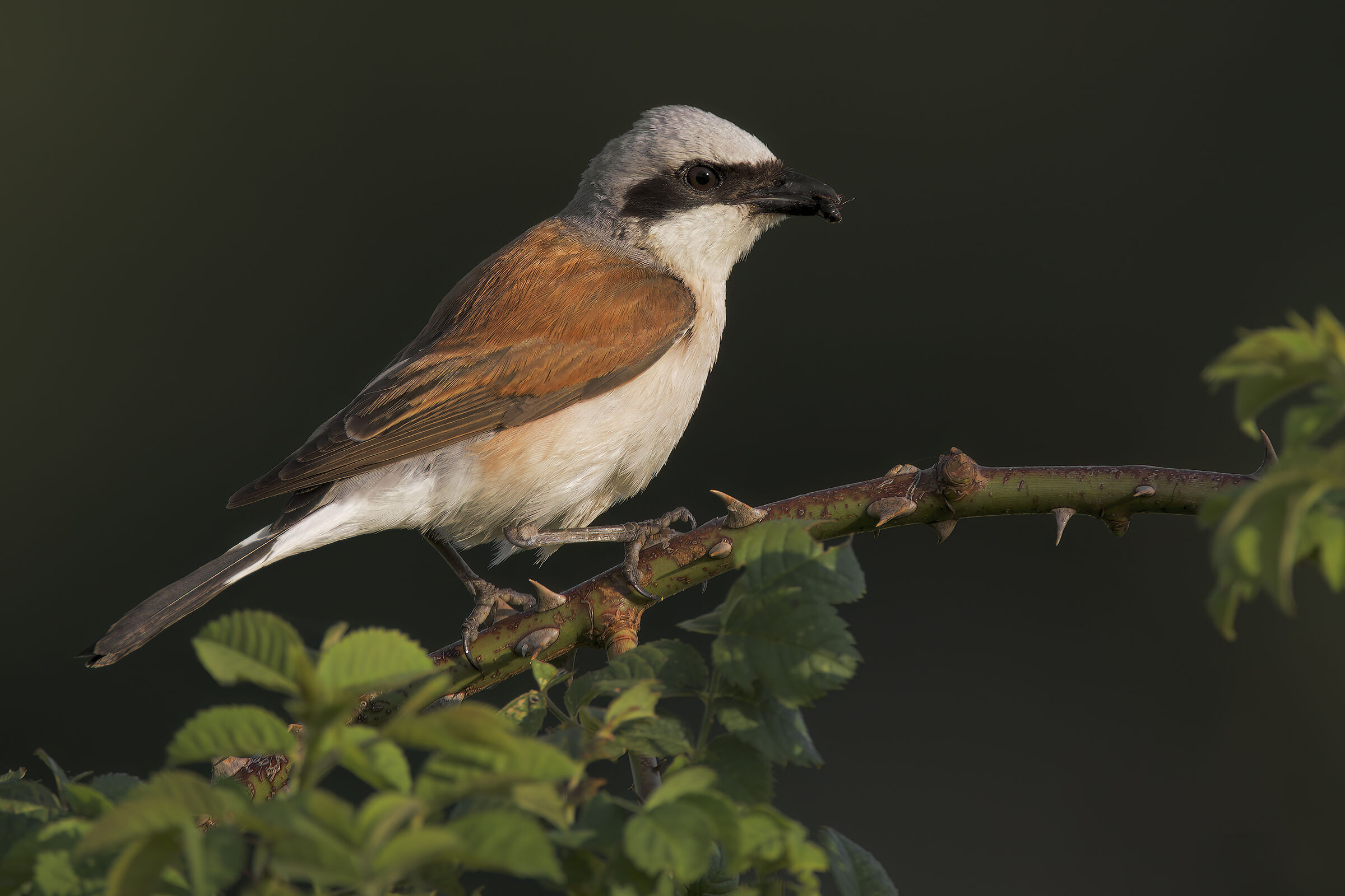 Red-backed shrike