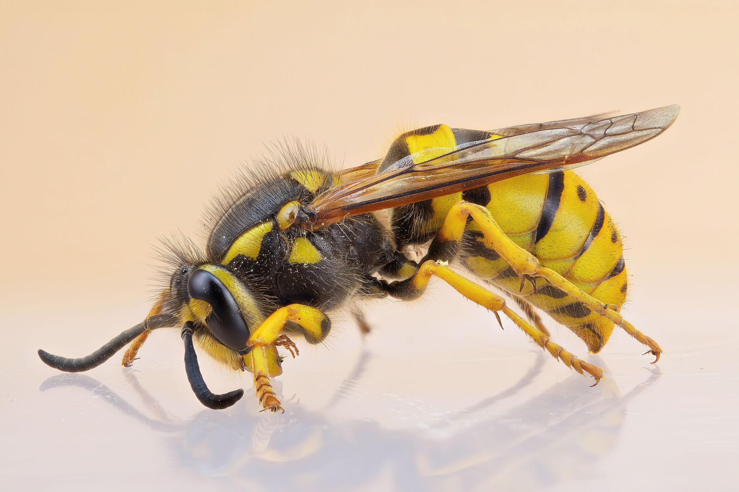 Still life (Vespula germanica)