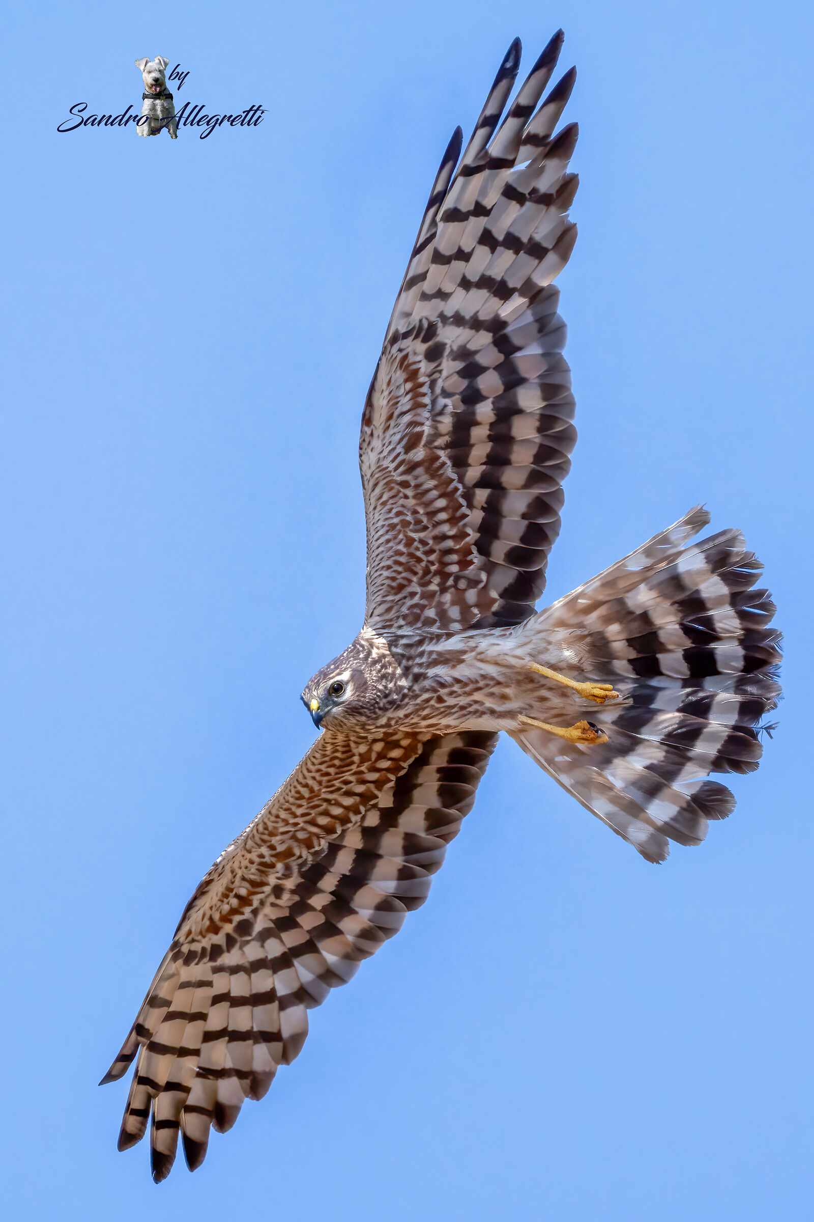 L'albanella minore (Circus pygargus)
