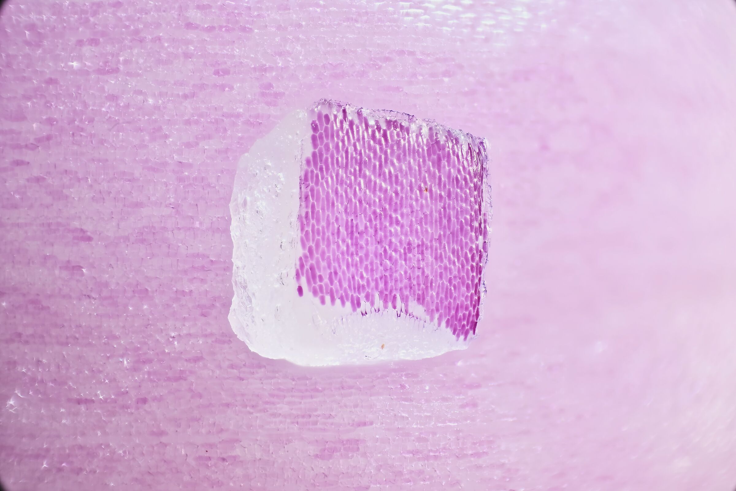 A small piece of onion