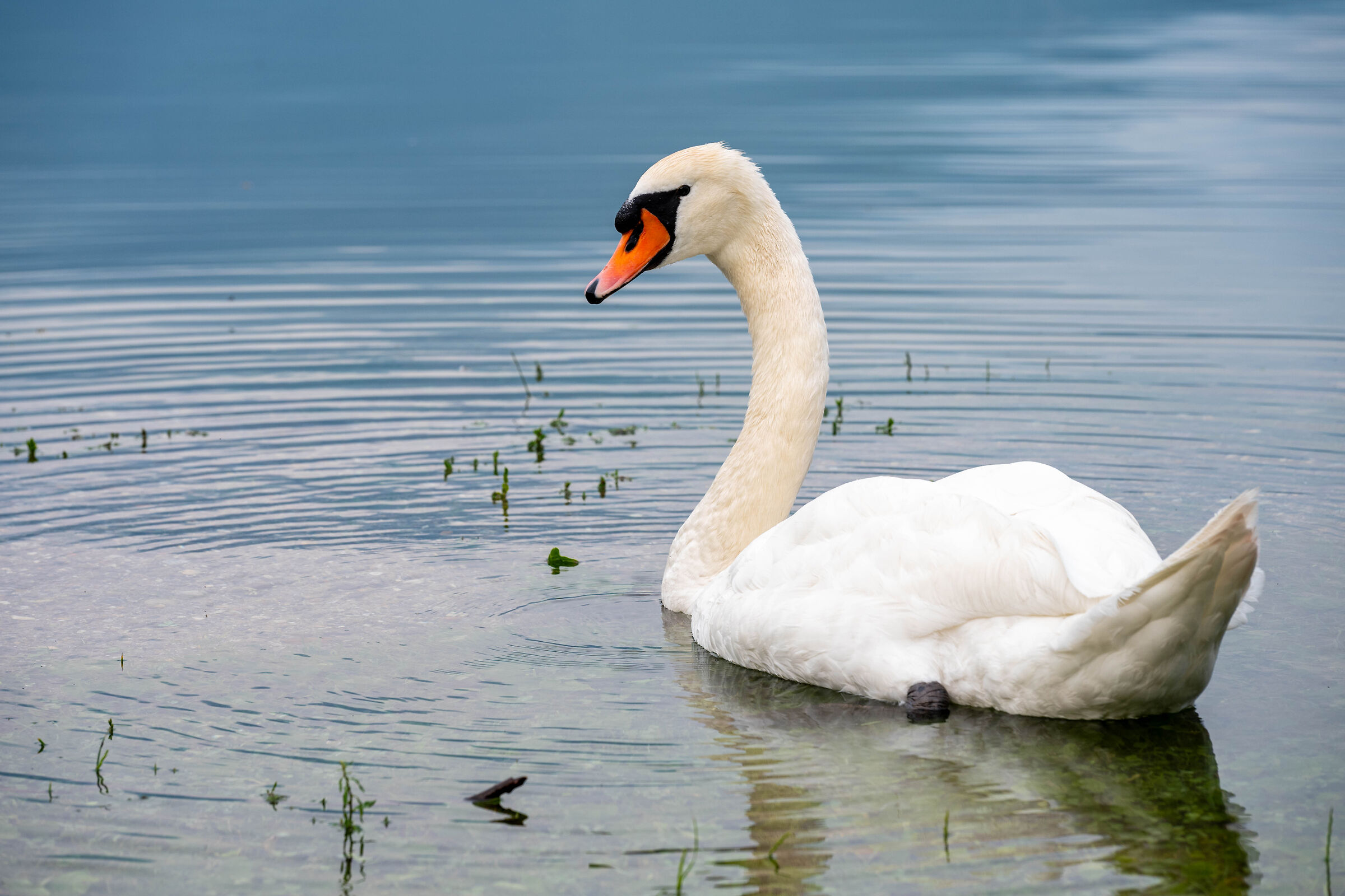 Elegance on the water