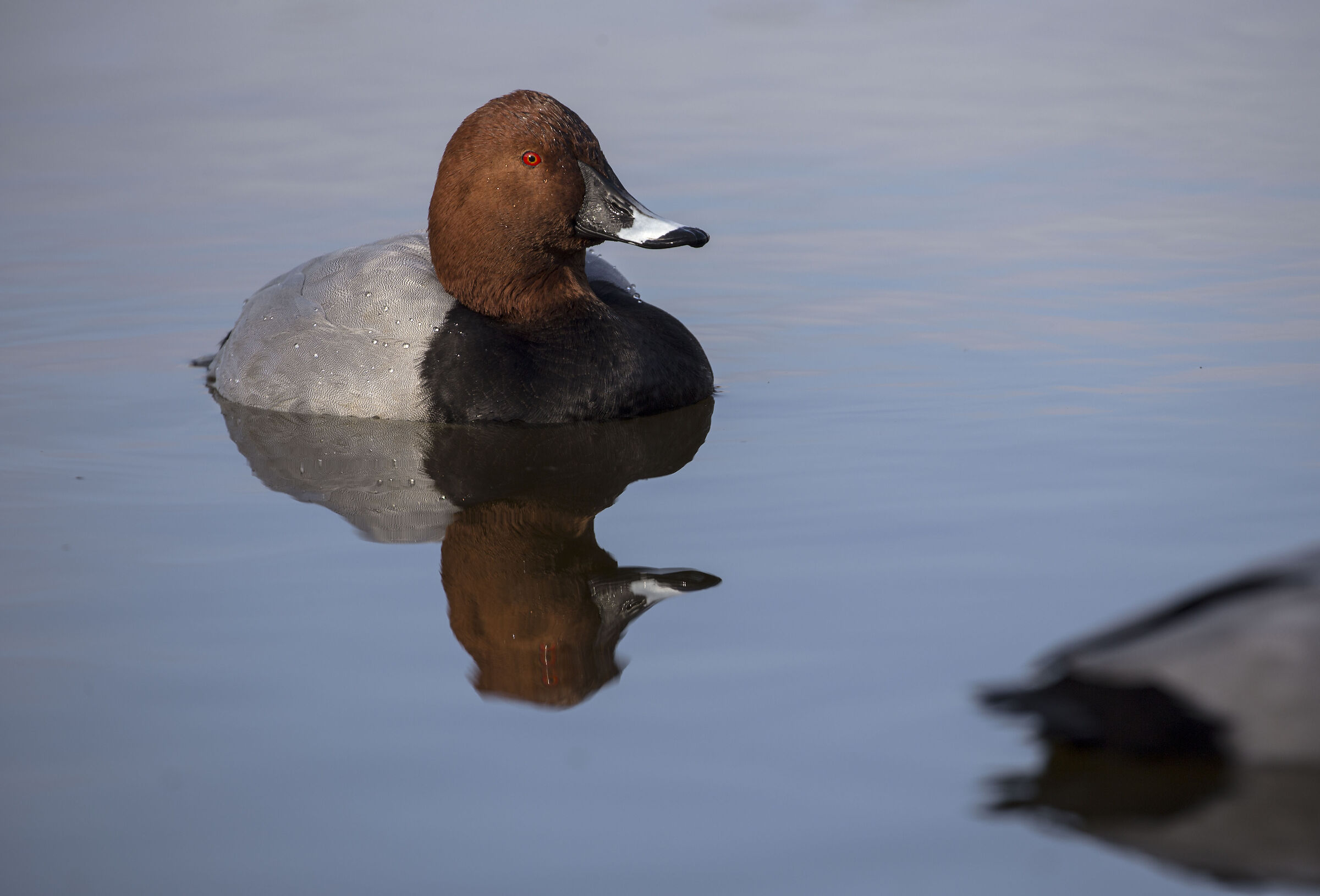 Riflessi (Pochard) Lipu Oasis CHM Ostia