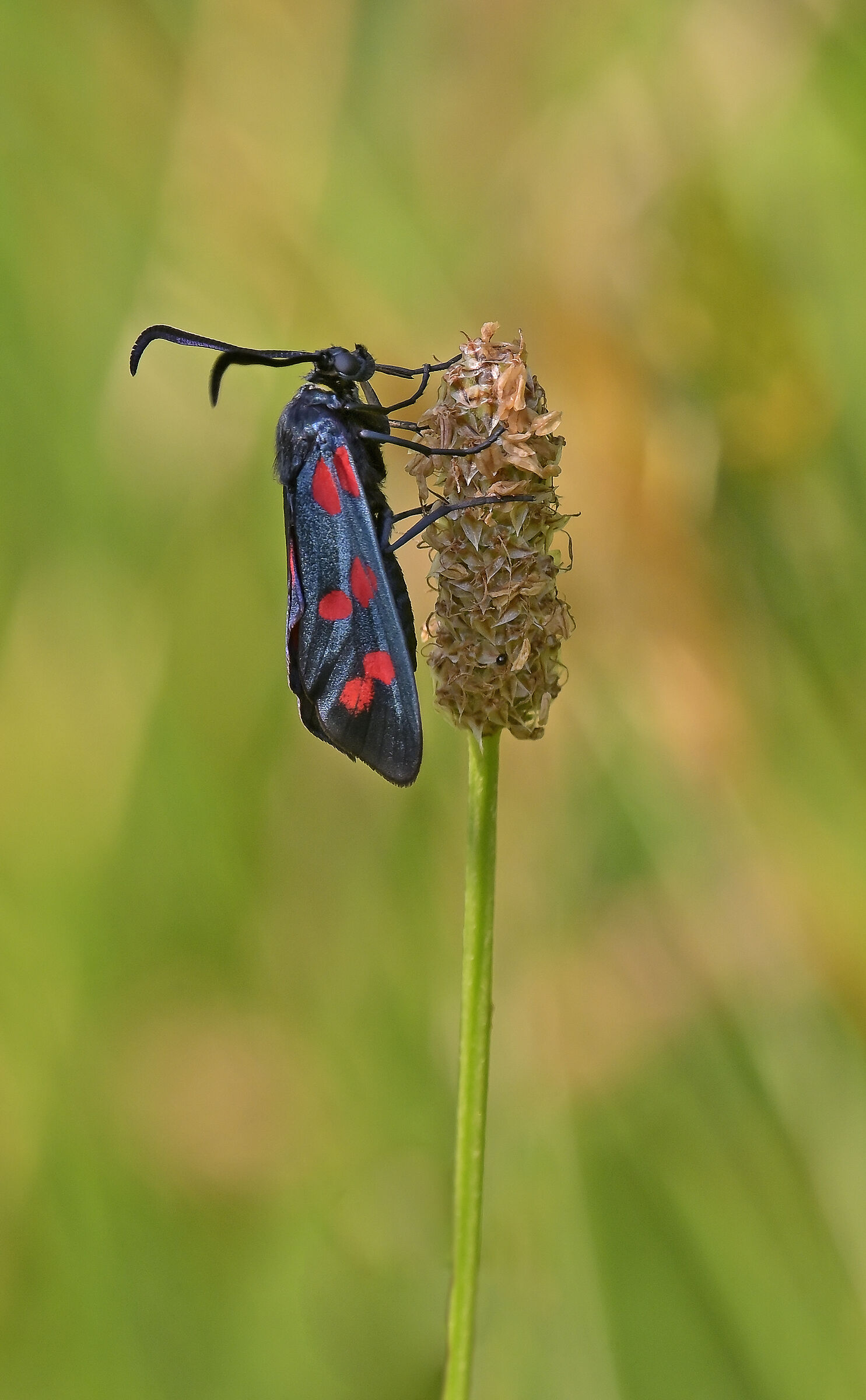 Zygaena