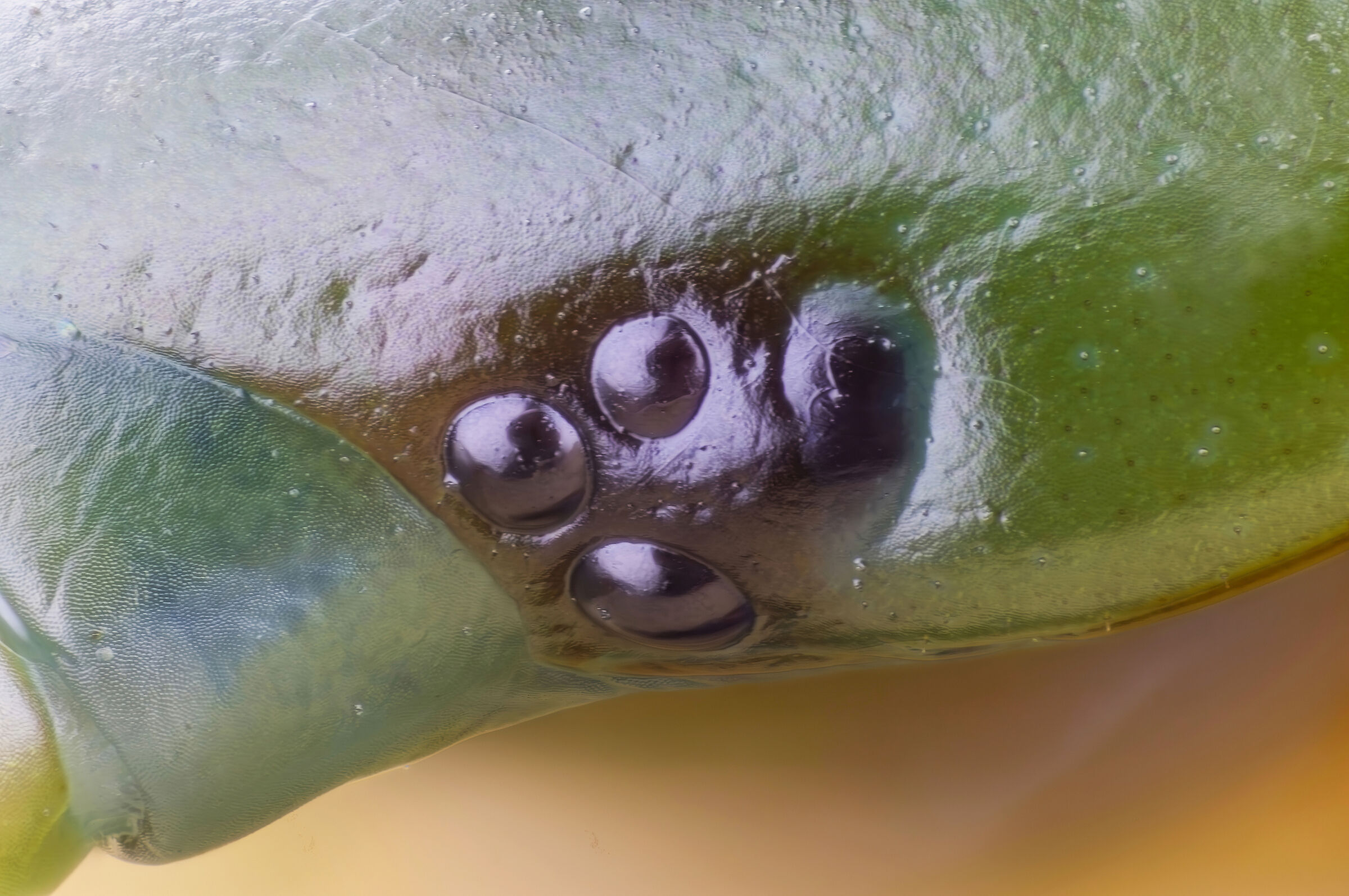 Scolopendra eyes