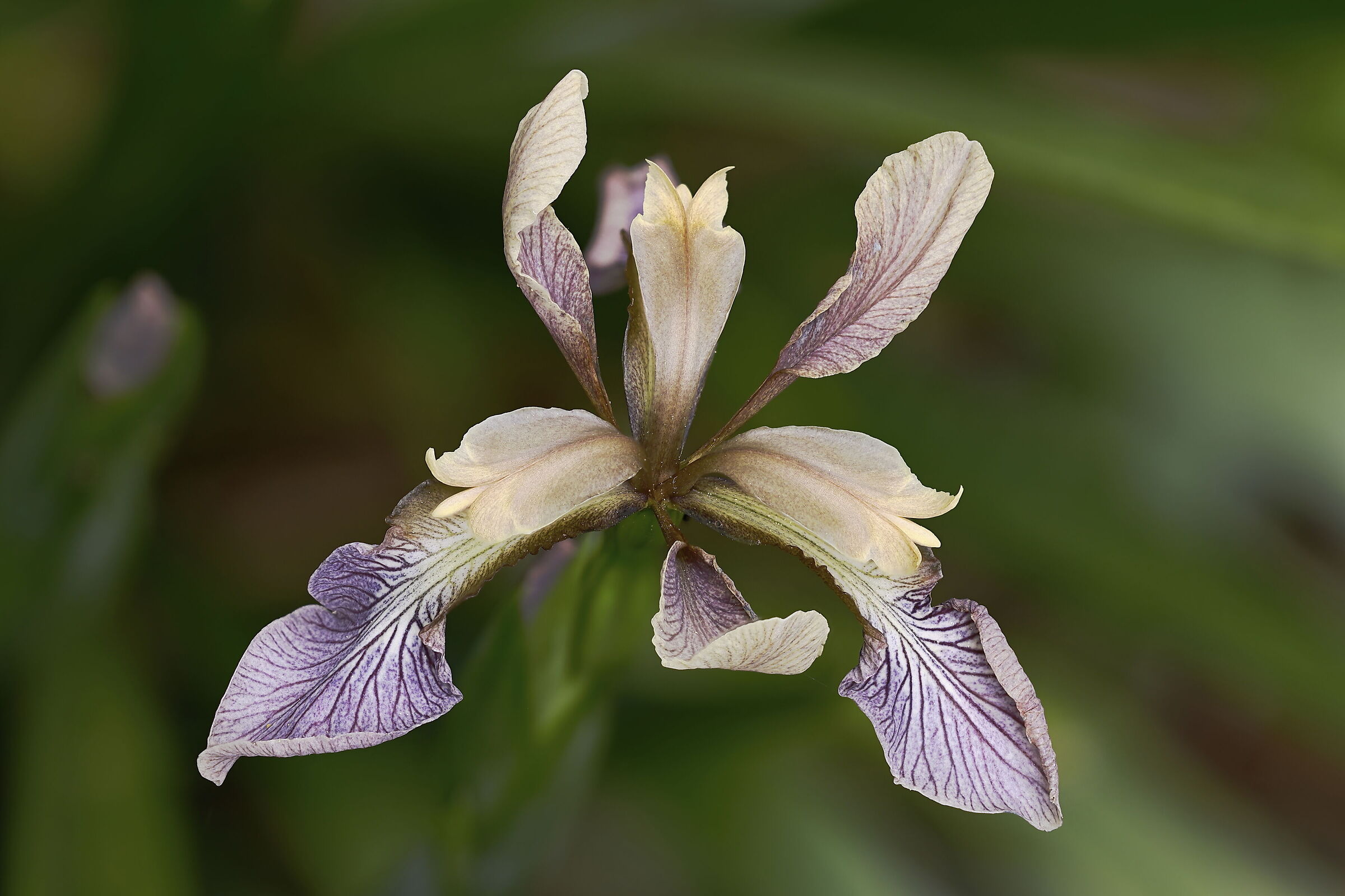 Iris foetidissima