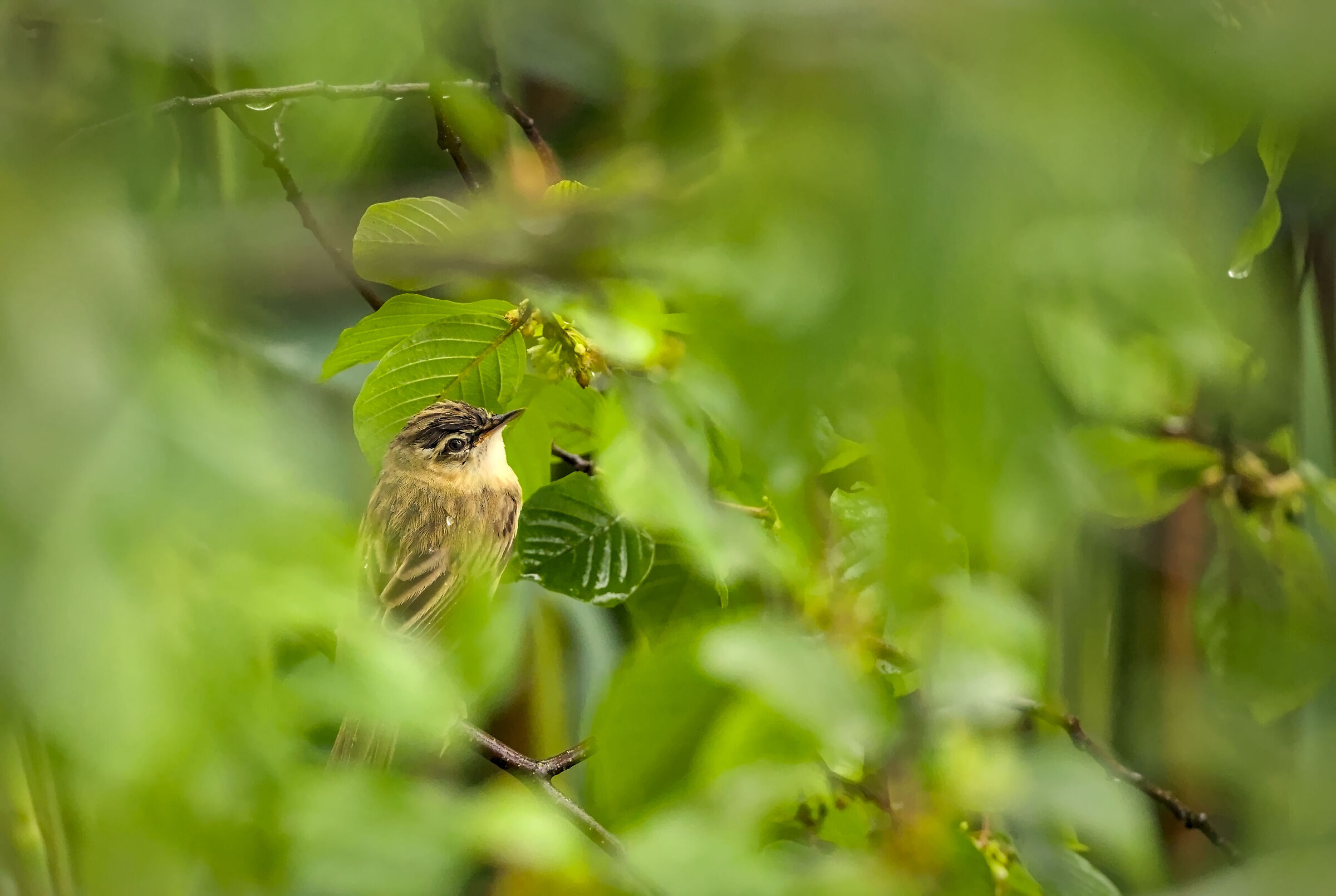 Common warblers