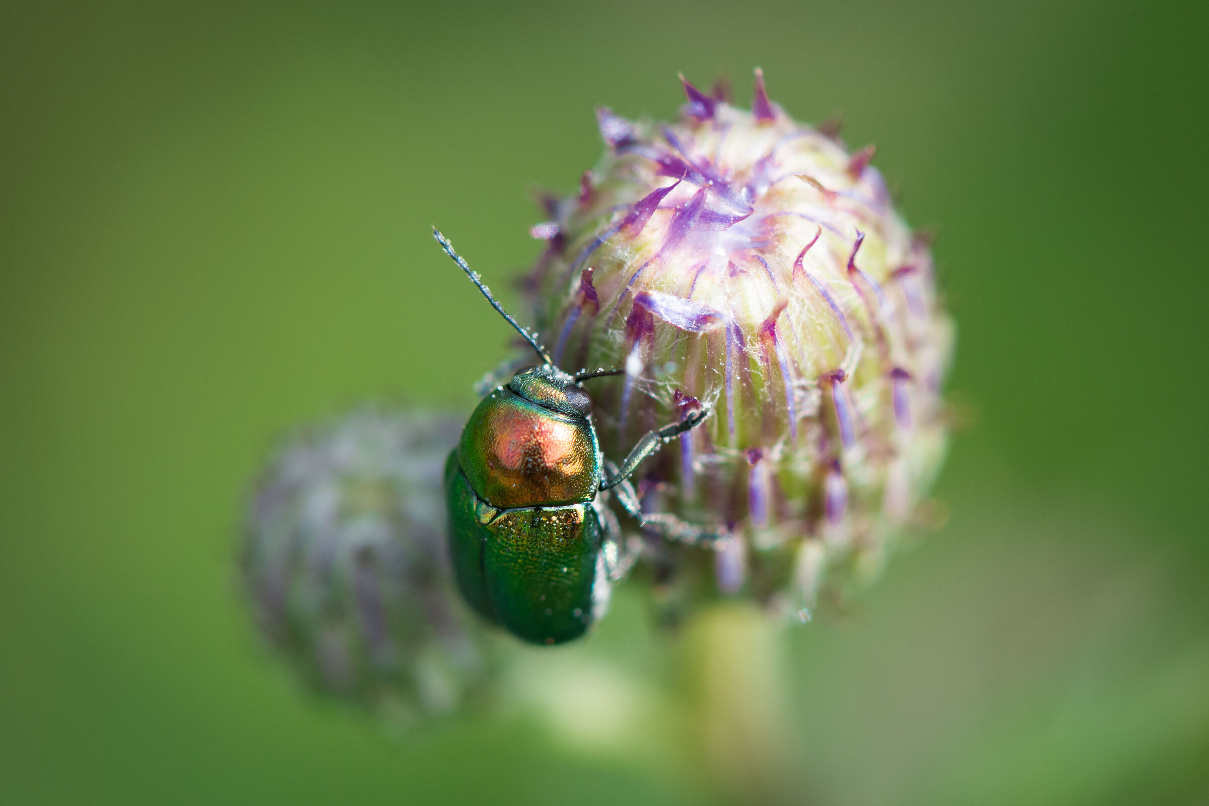 Cryptocephalus sericeus