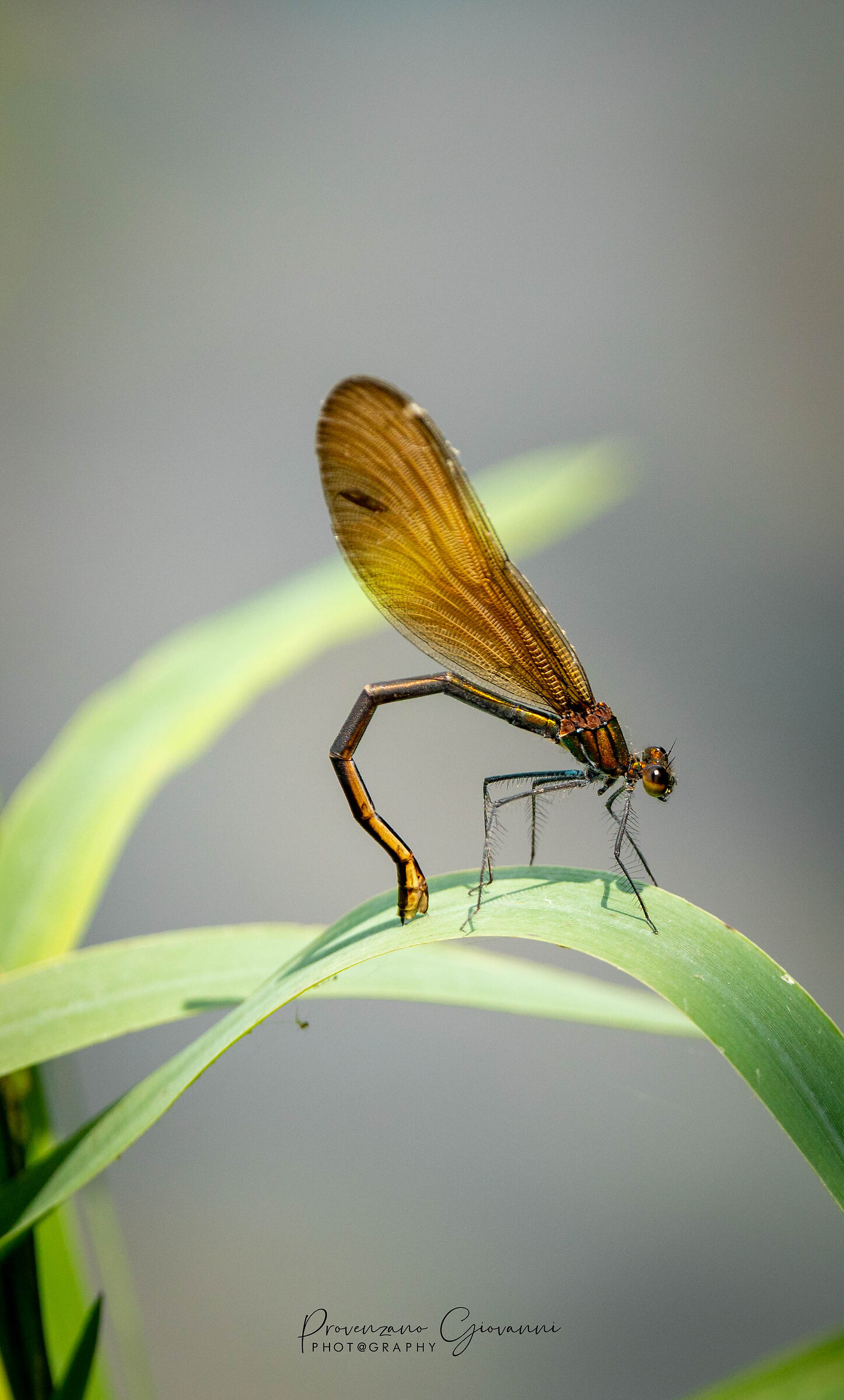 libellula