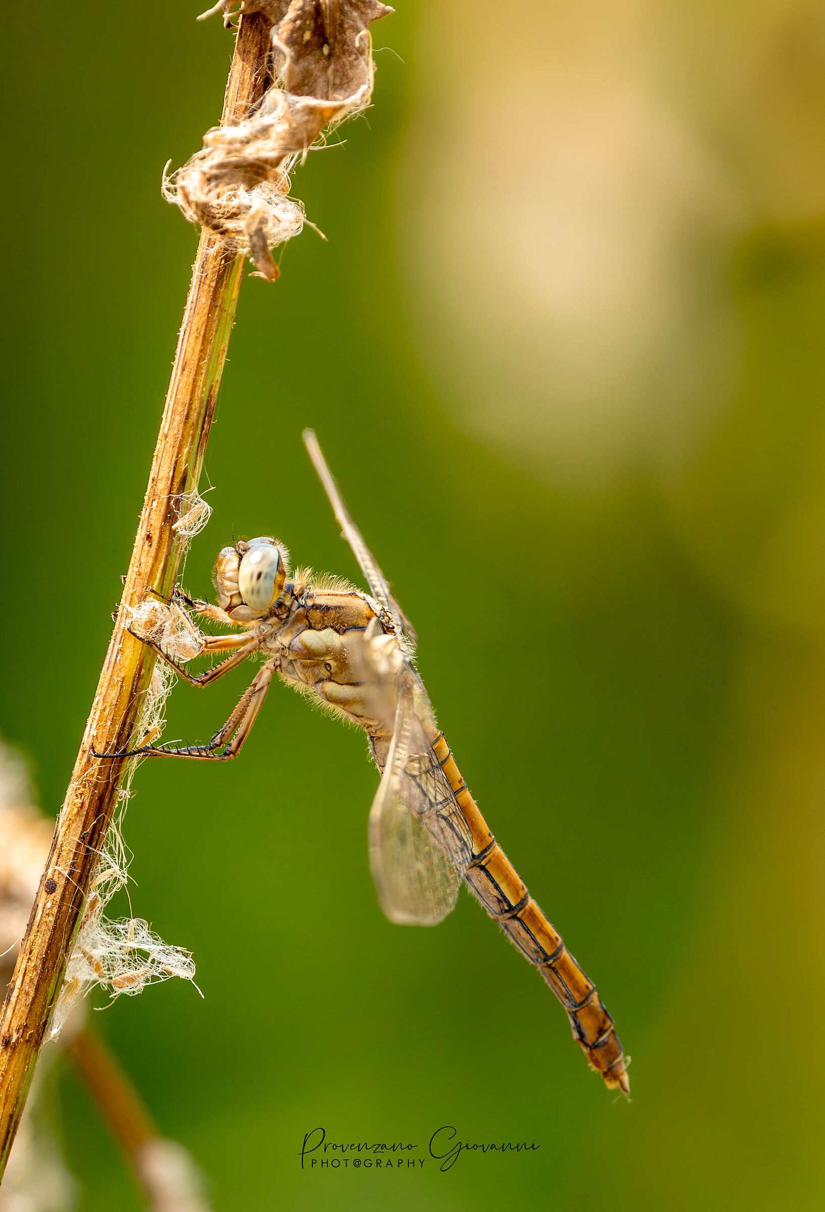 libellula