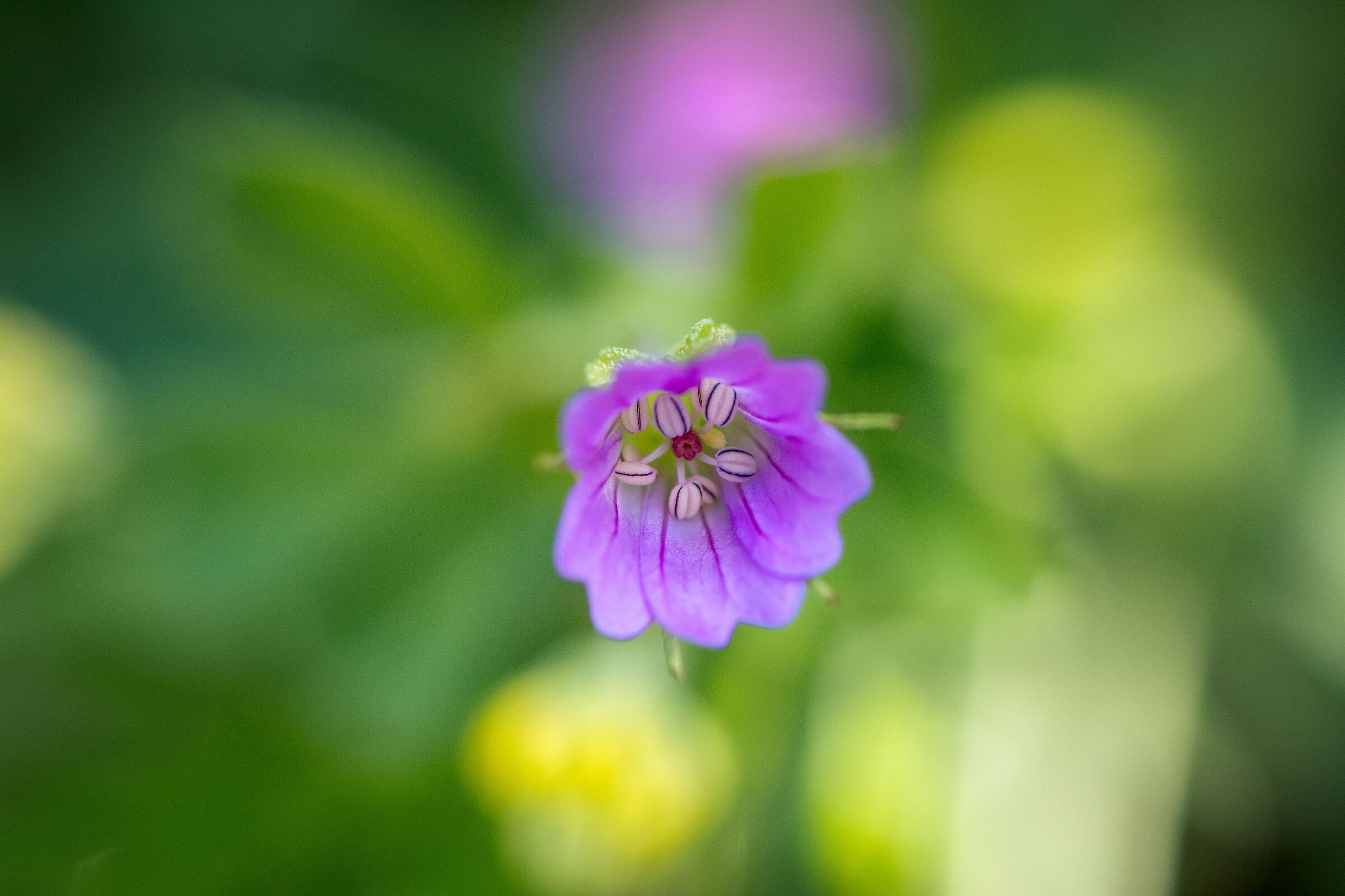 Geranium robertianum and bokeh ...