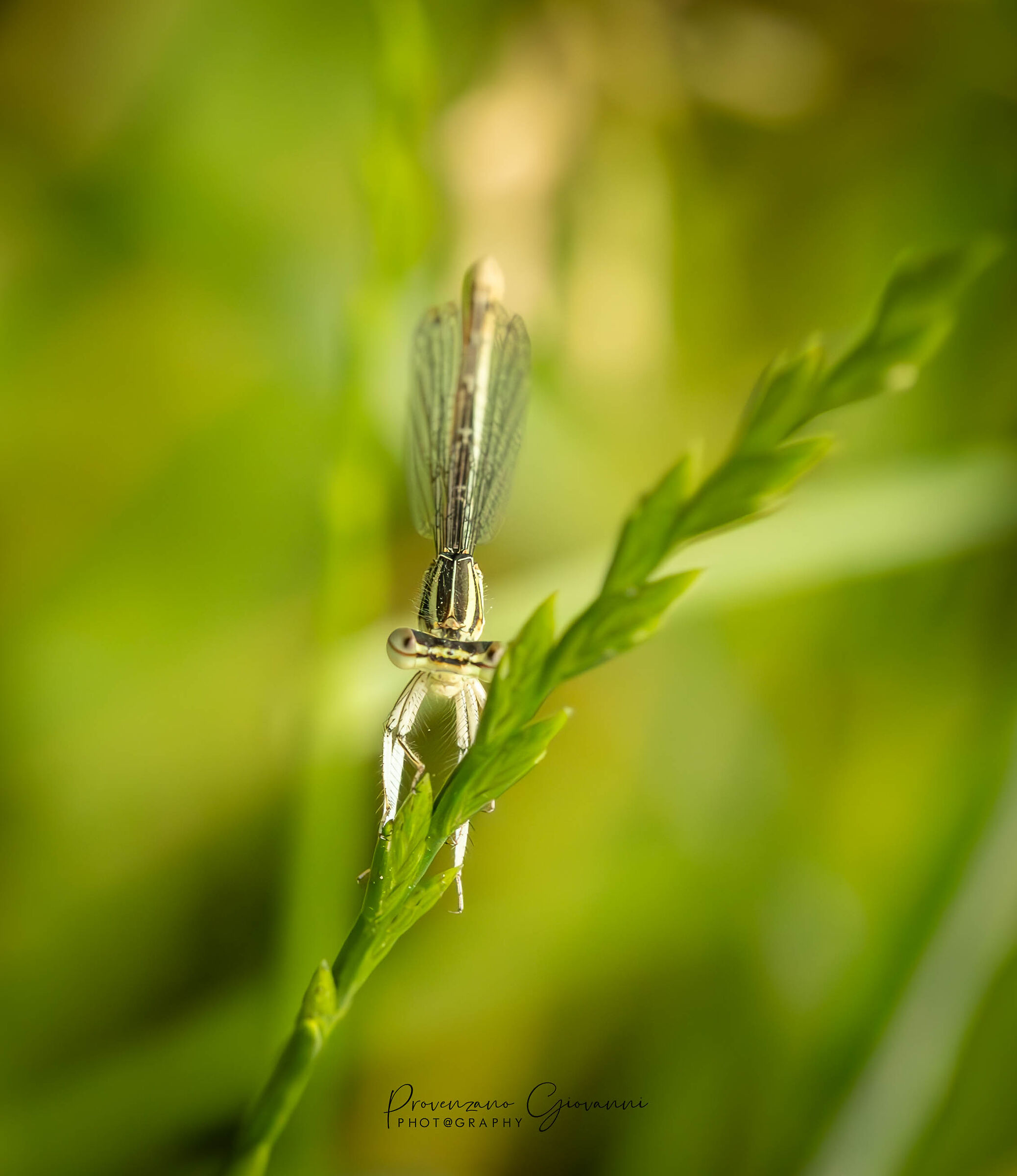libellula