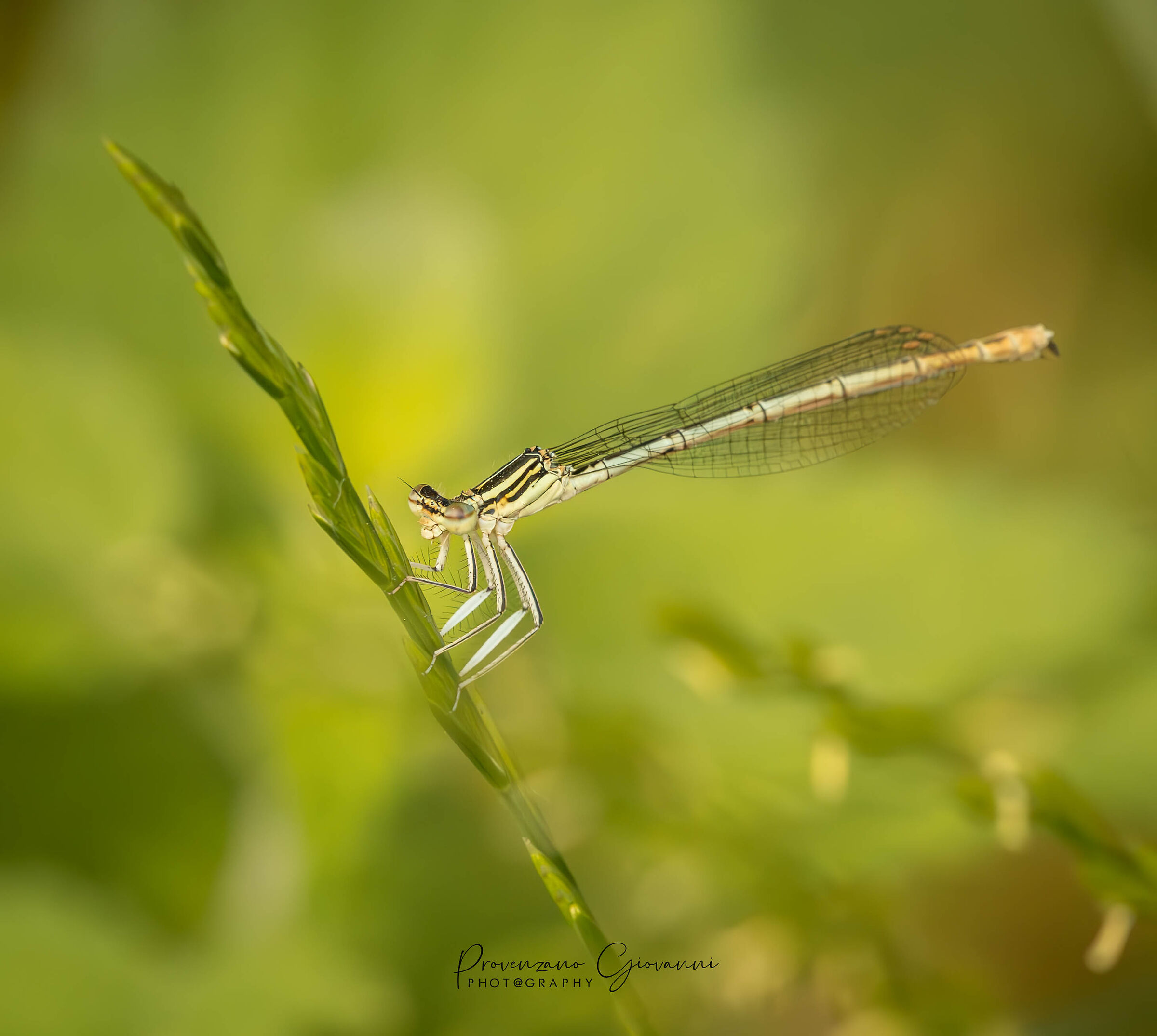libellula