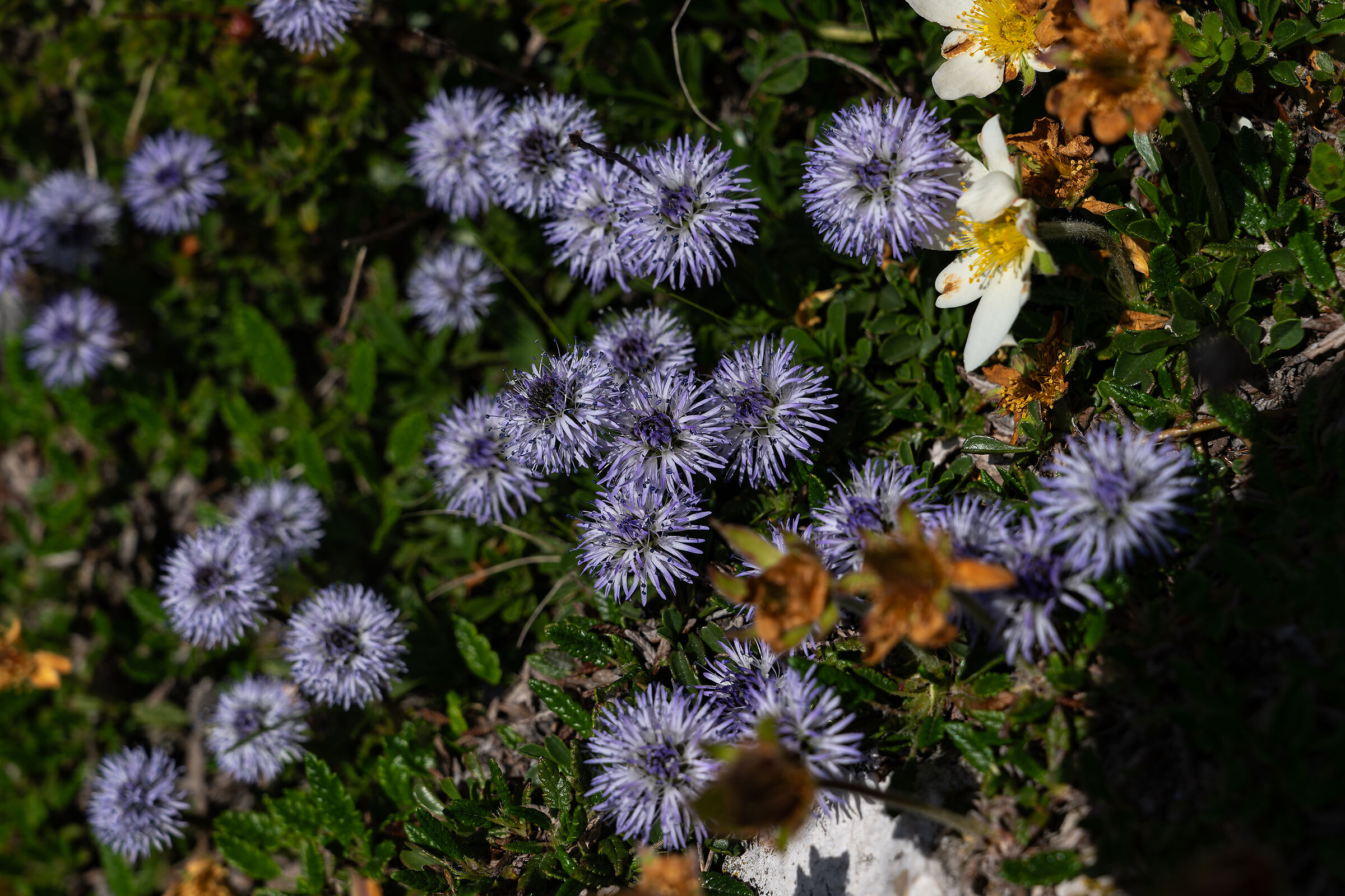 Alpine flowers