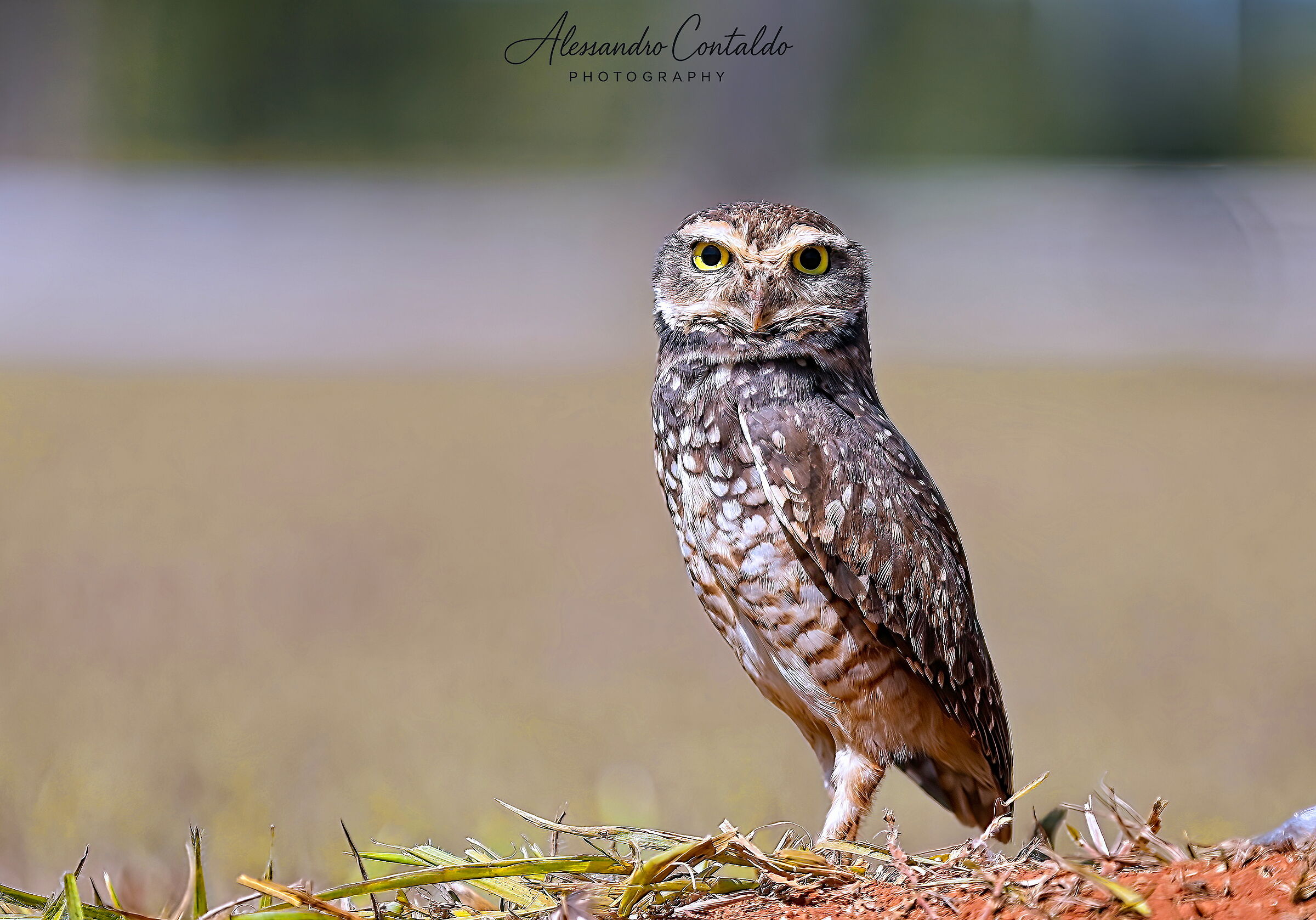 La civetta delle tane