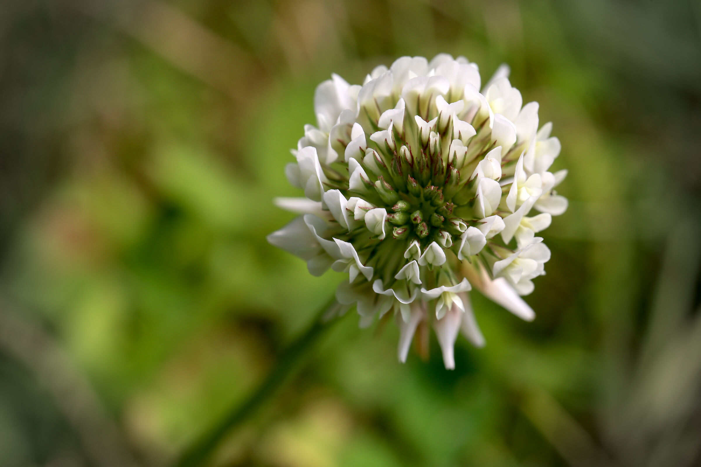 Trifolium repens