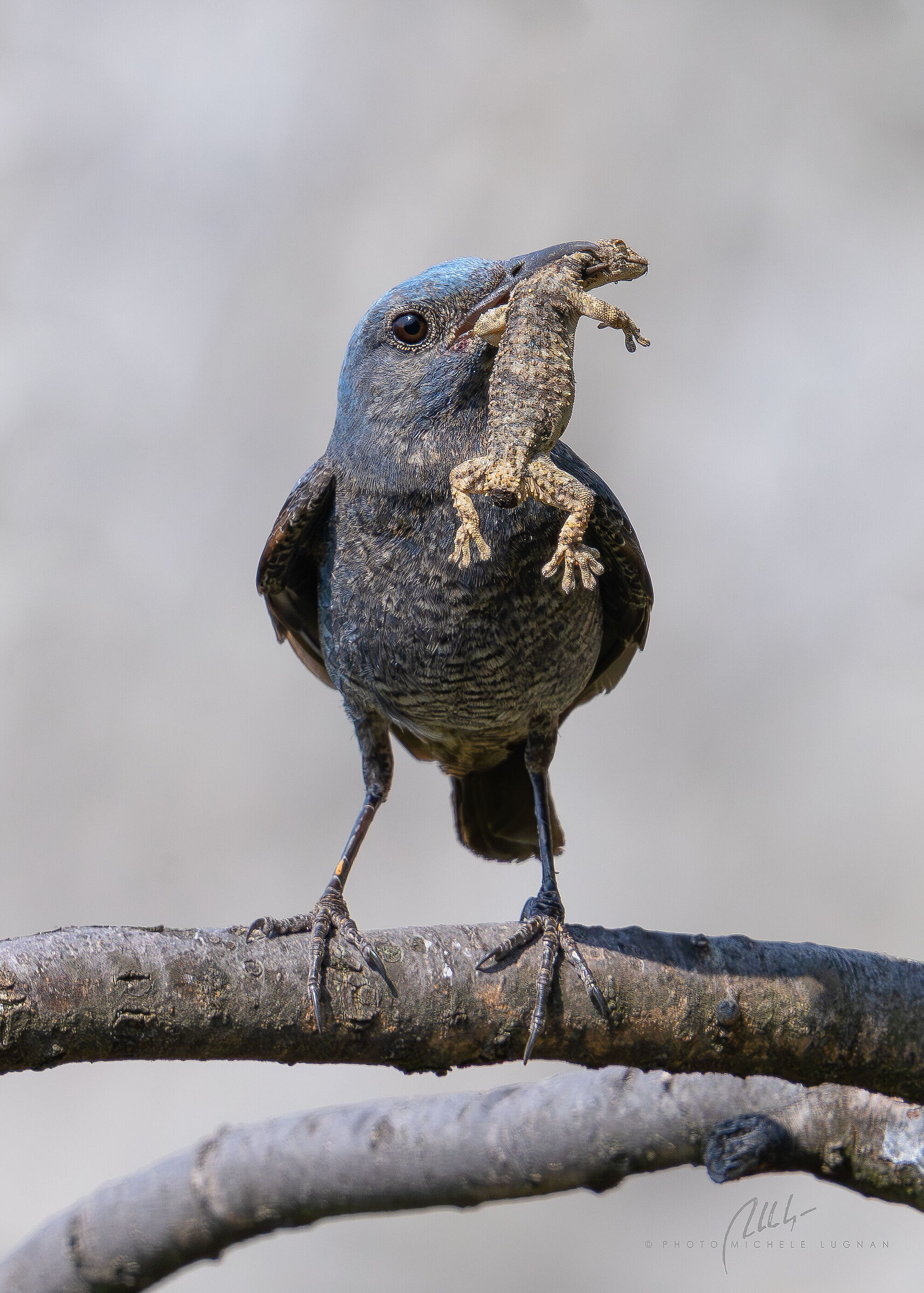 Lonely Sparrow with Gecko