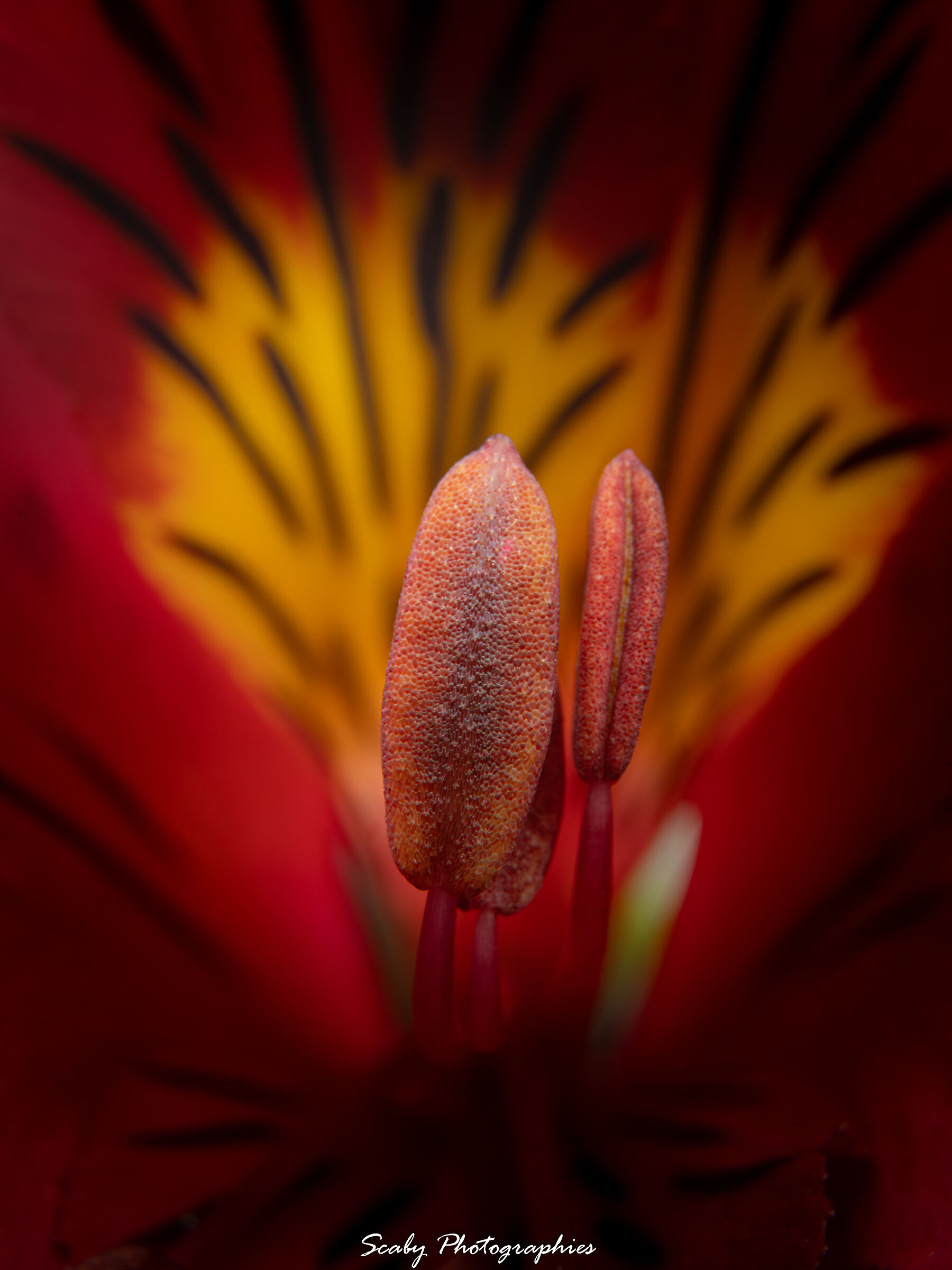 Fiore di giglio Inca