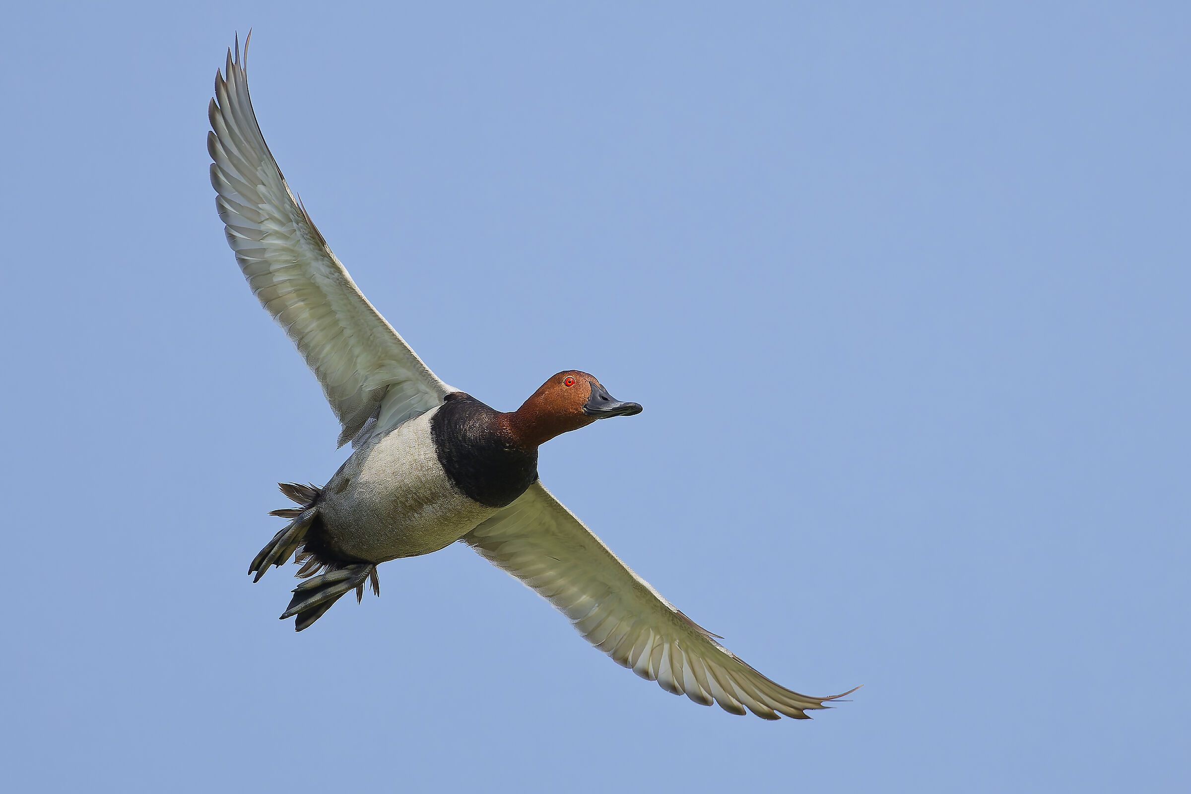 Pochard m.