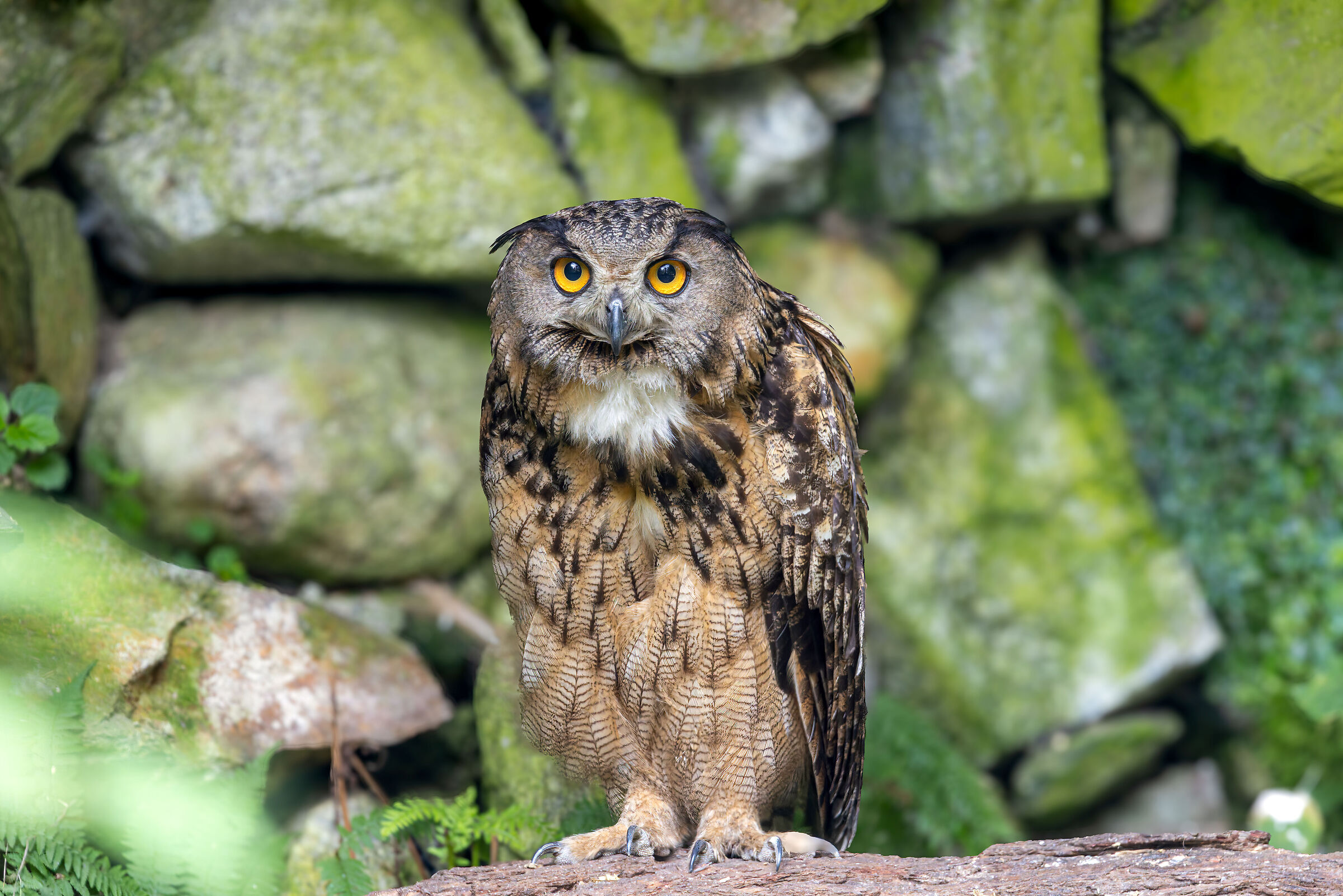 A beautiful owl with its yellow eyes