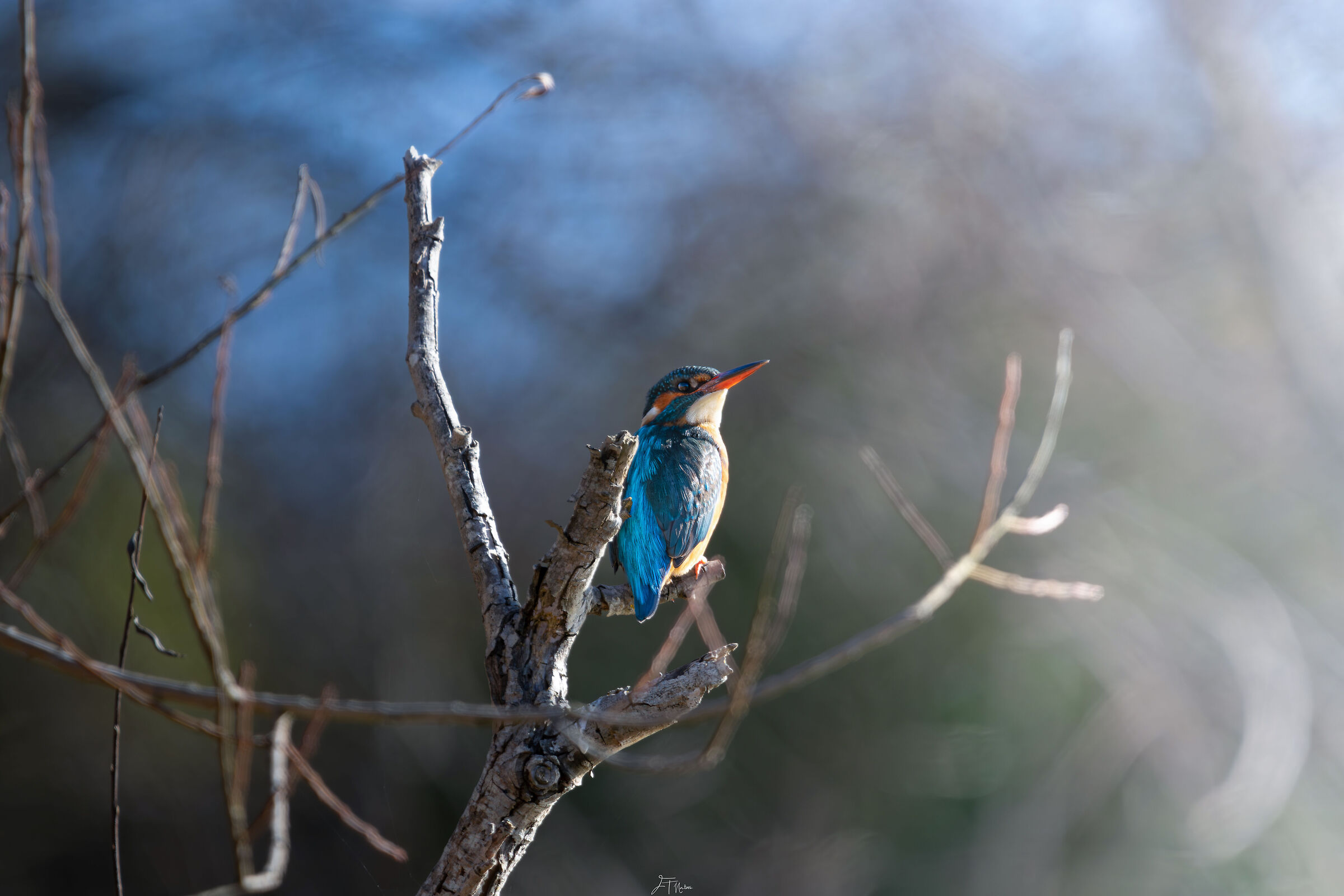 Kingfisher Alviano Oasis
