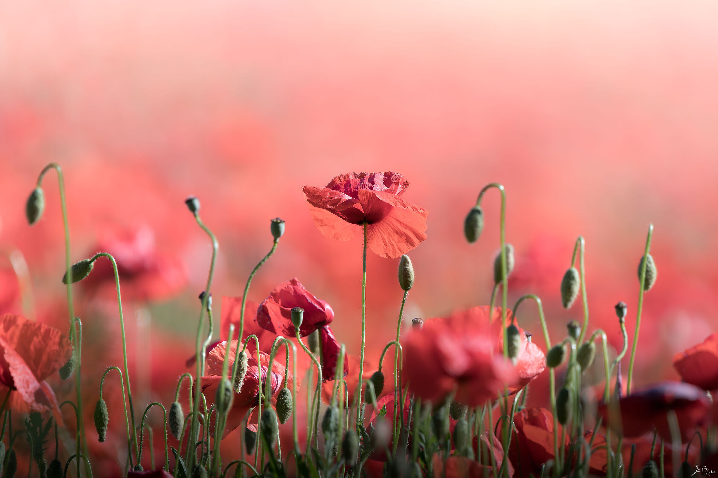 Deep red