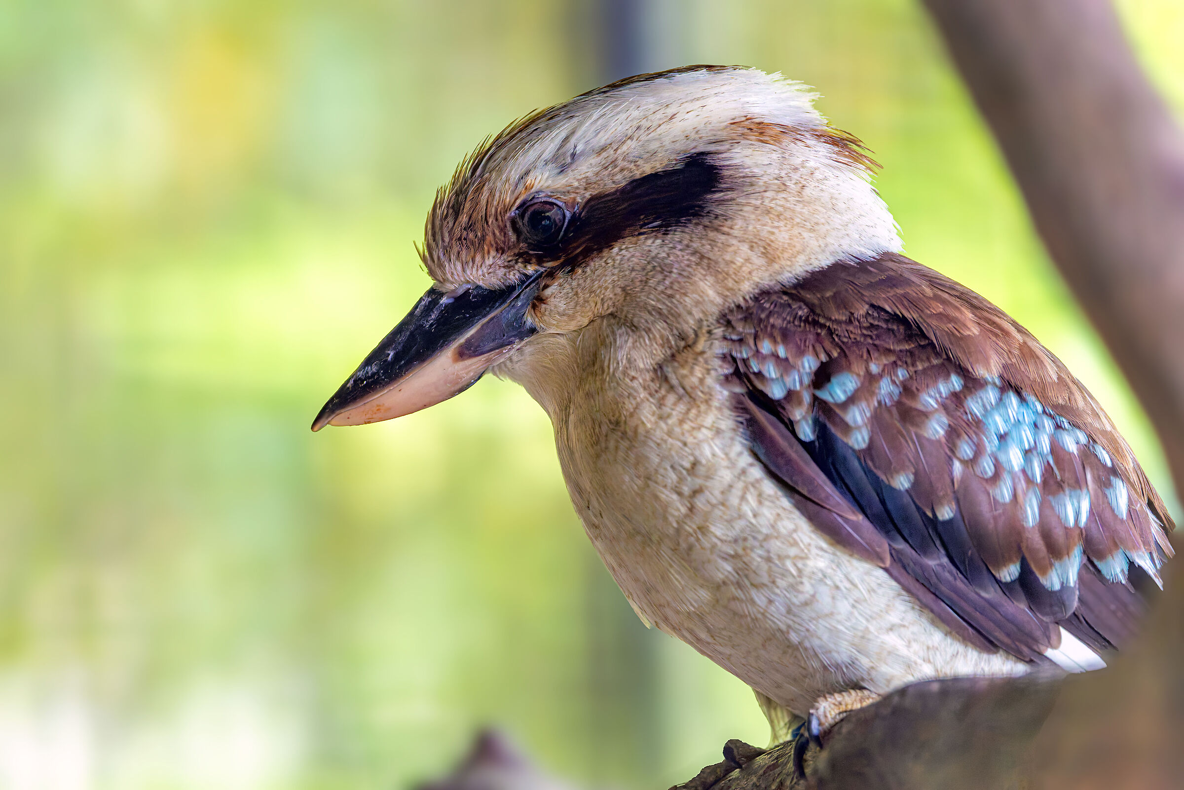 aughing kookaburra (Dacelo novaeguineae)