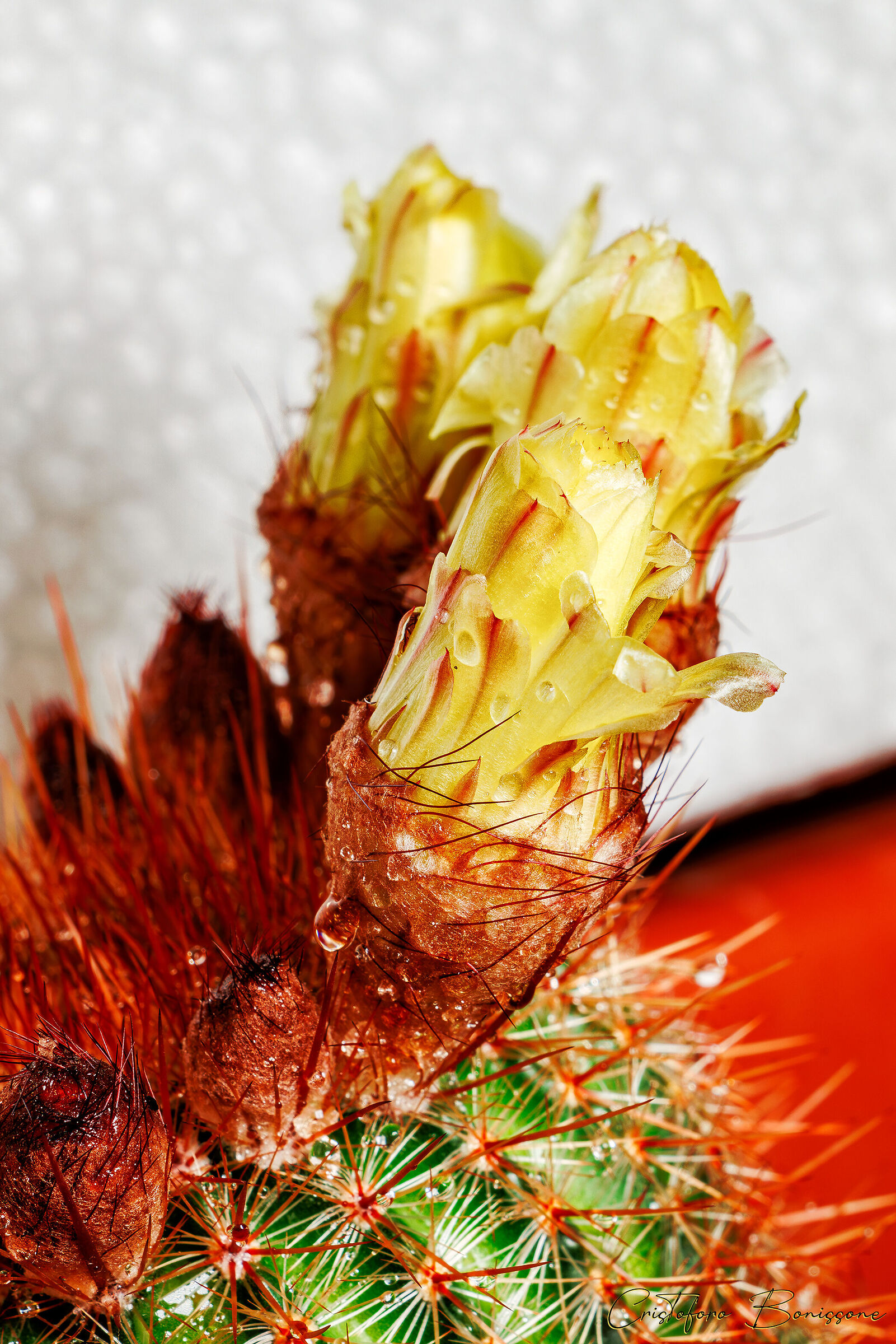 La fioritura del Cactus