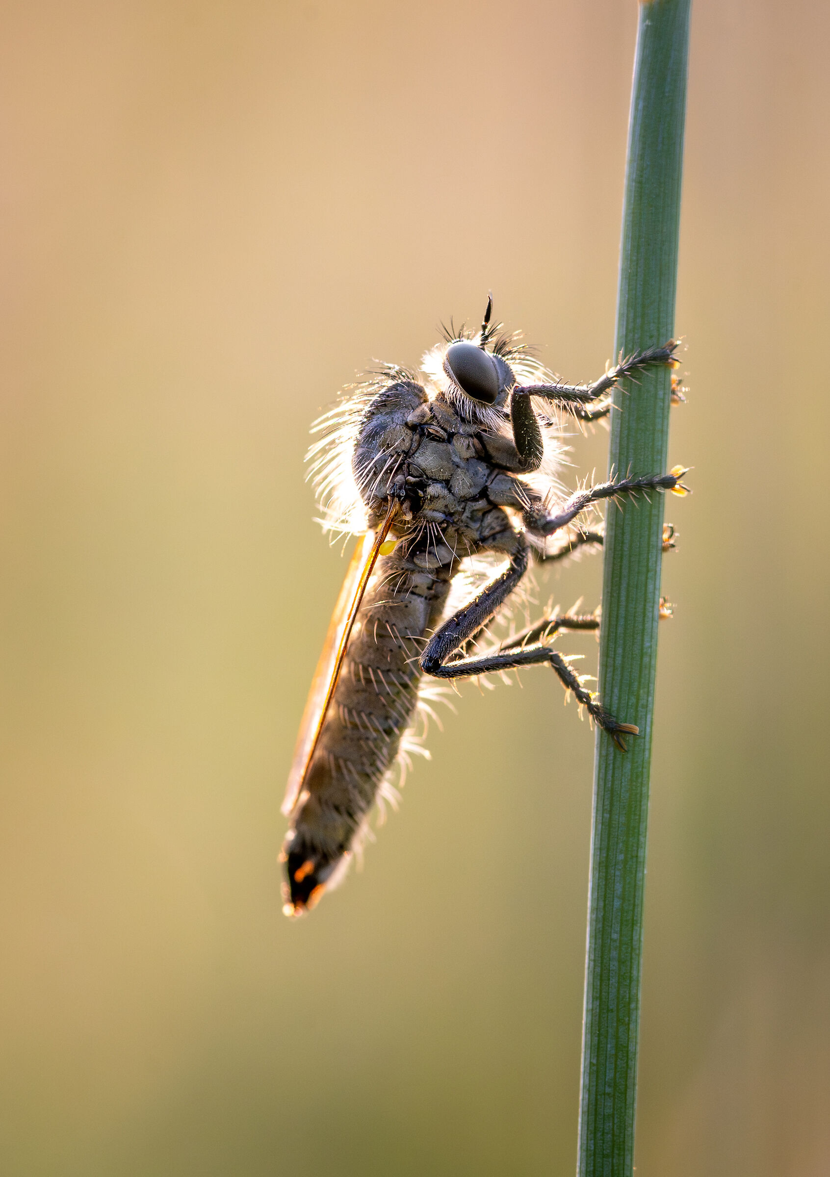 robber fly