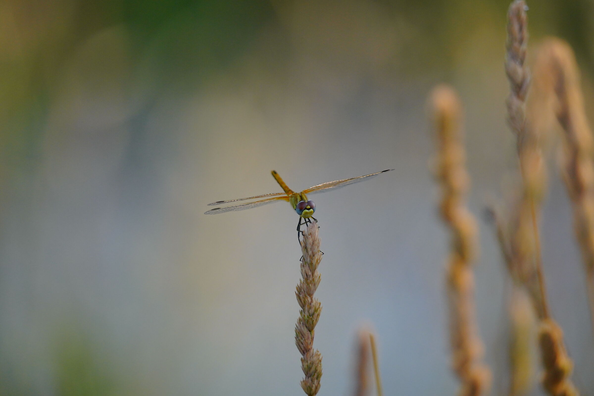 It's not a true macro