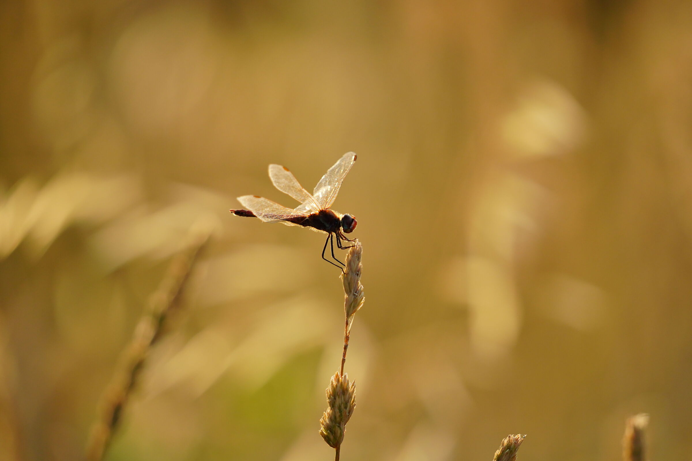 Dragonfly at sunset