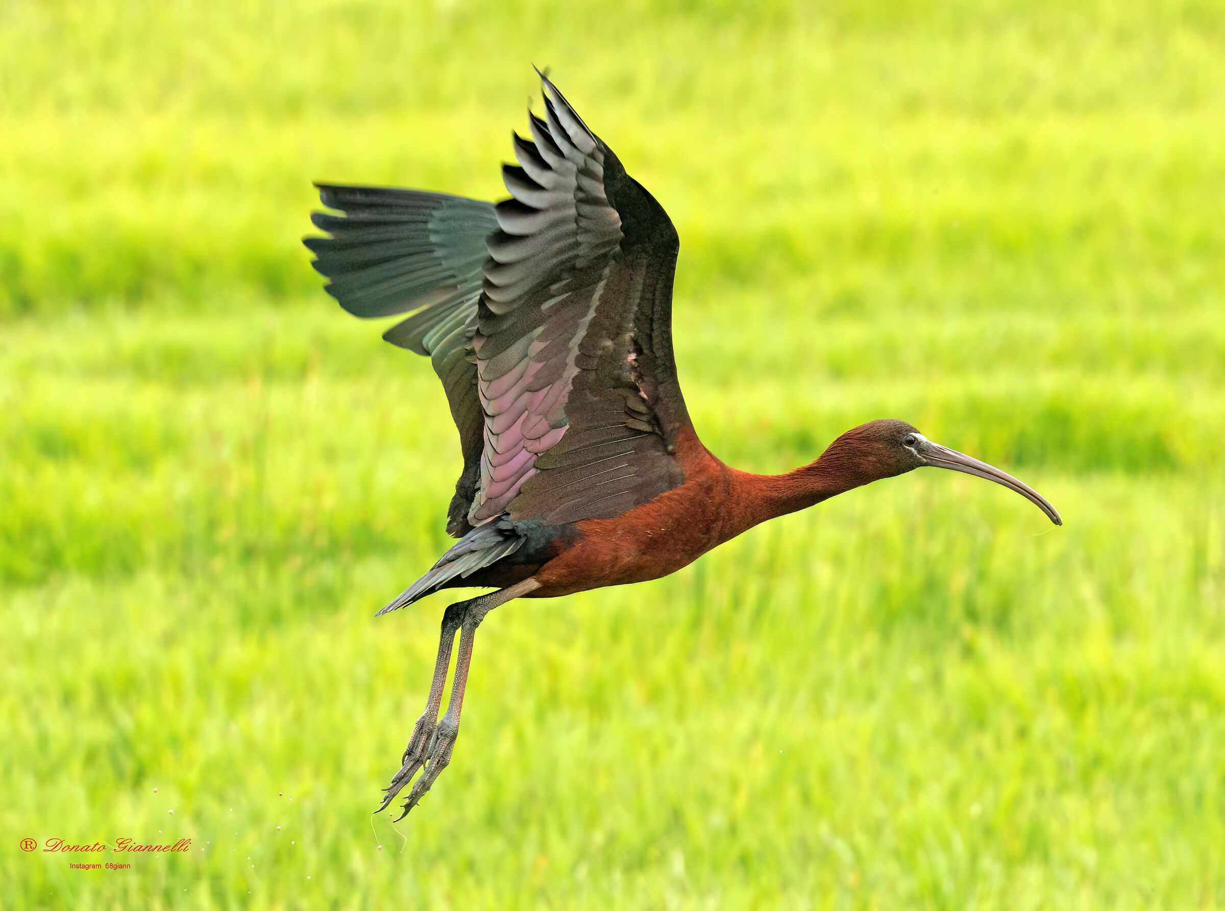 Glossy ibis
