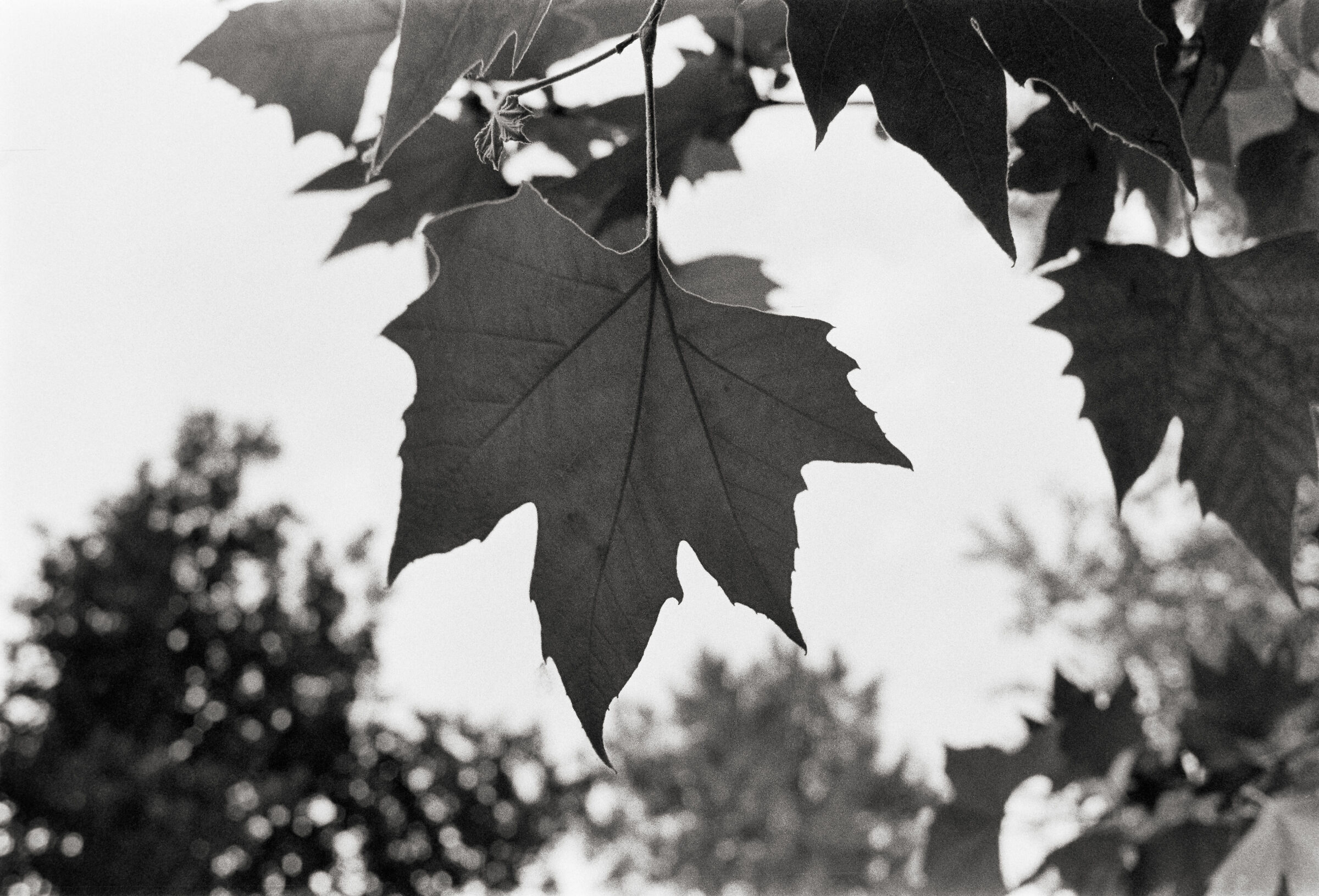 Plane Tree Leaf