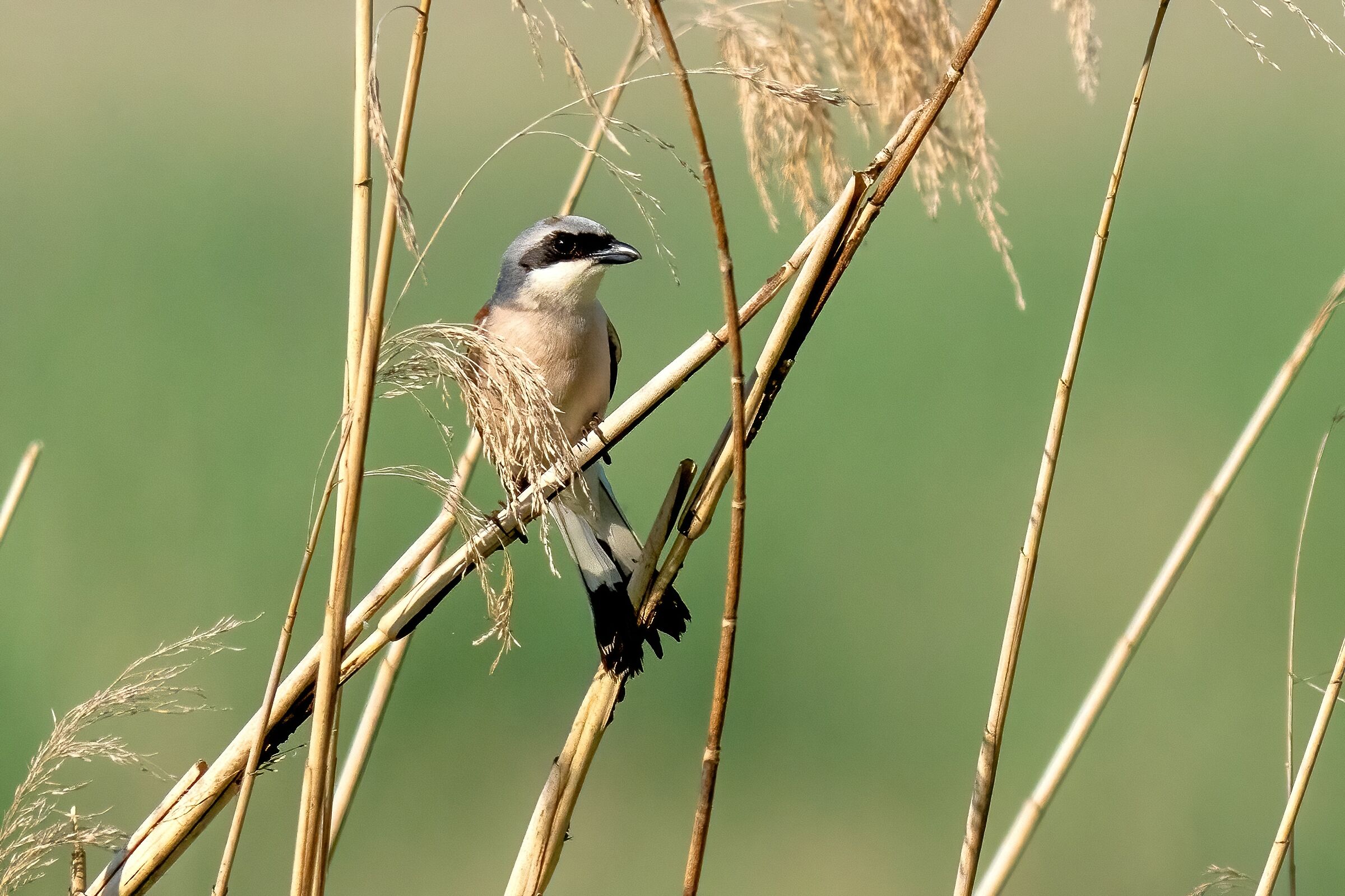 Averla piccola (Lanius collurio)