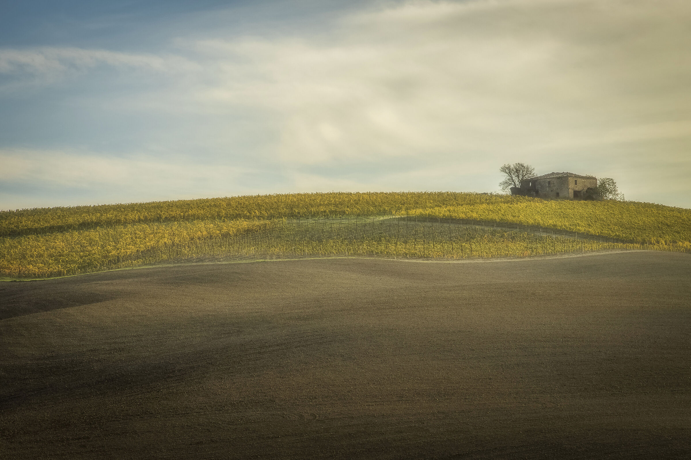 Vineyard