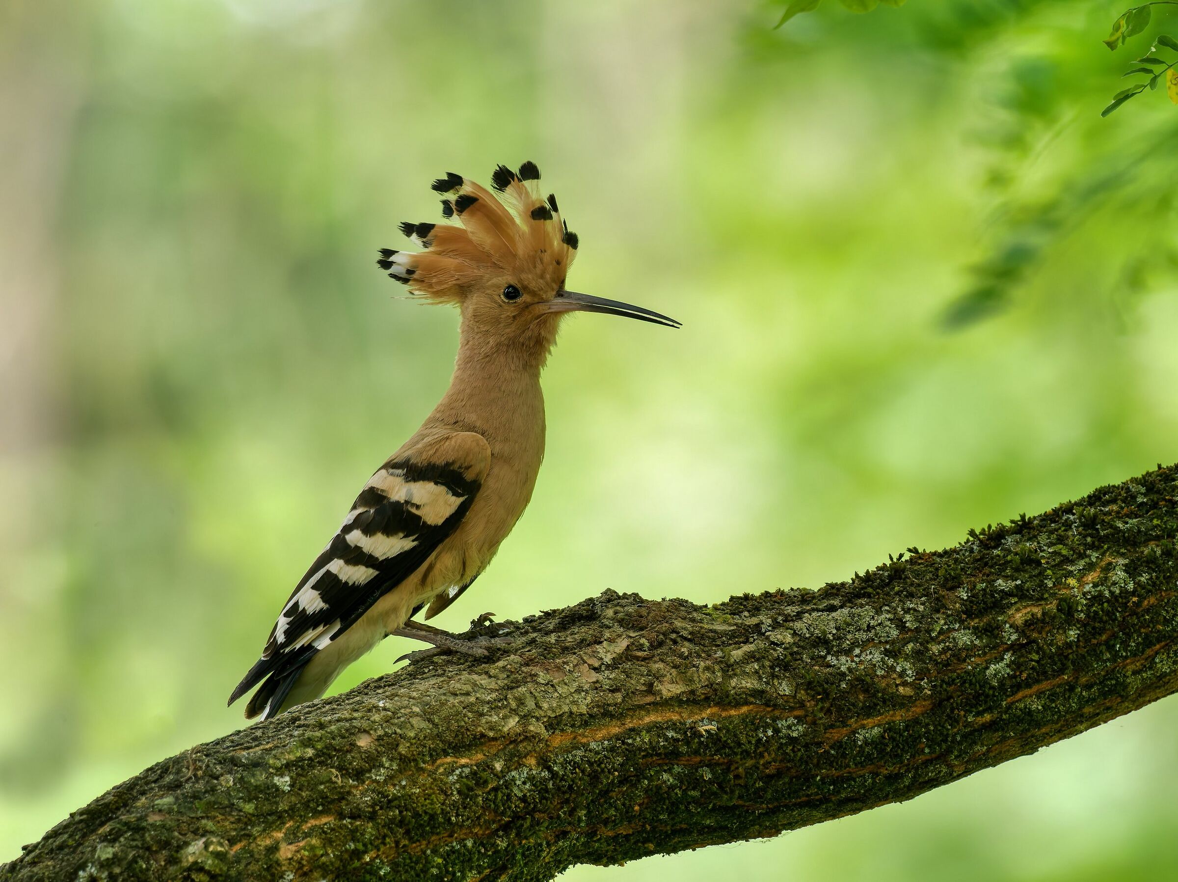 Hoopoe