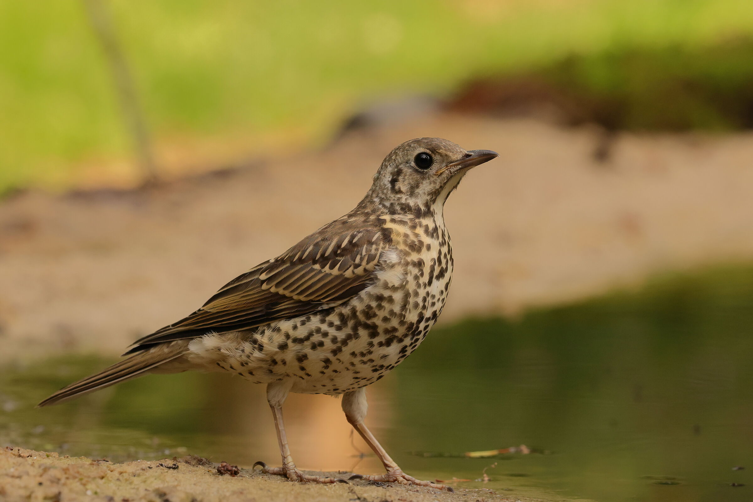 Mistle thrush
