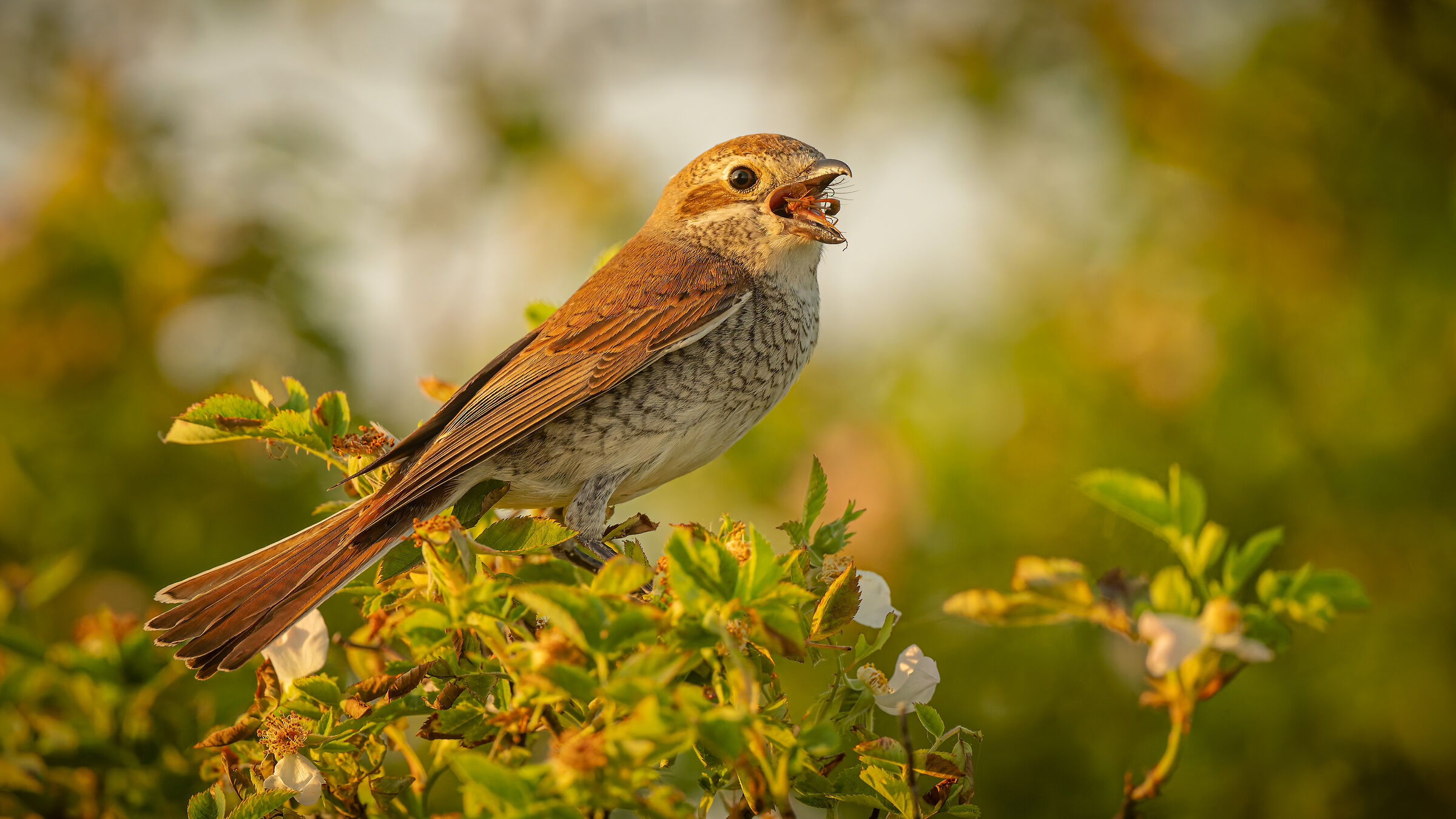 red-backed shrike